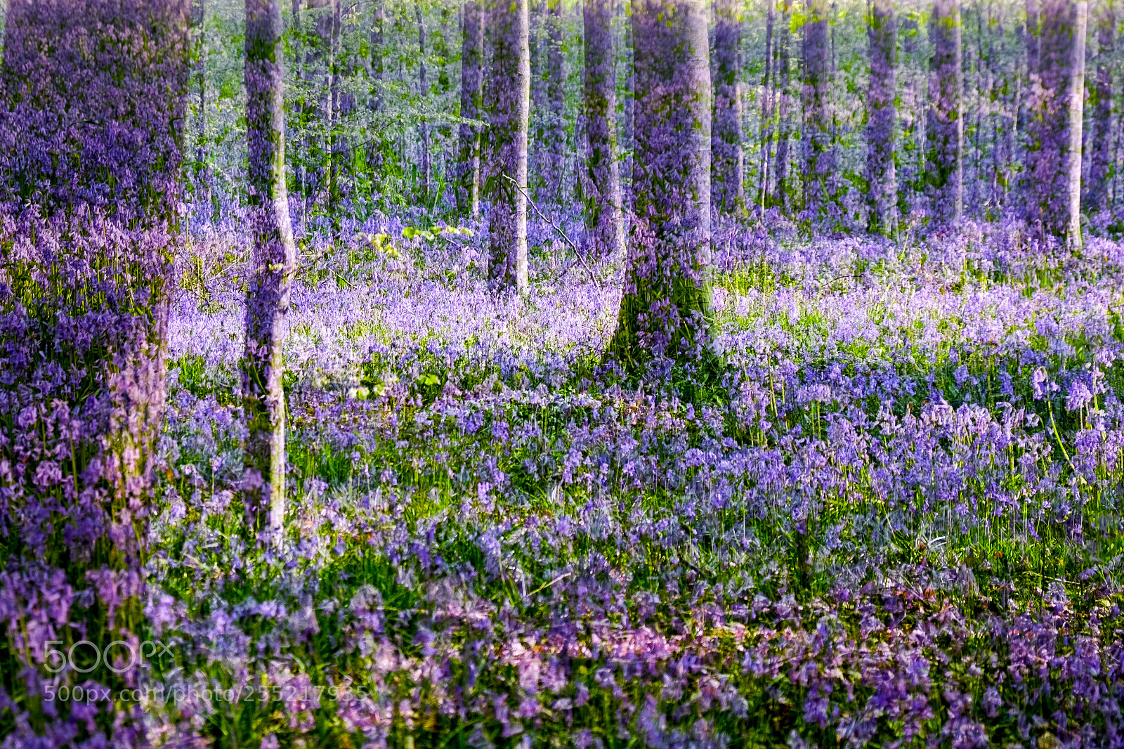 Fujifilm X-T1 sample photo. Magic wood photography
