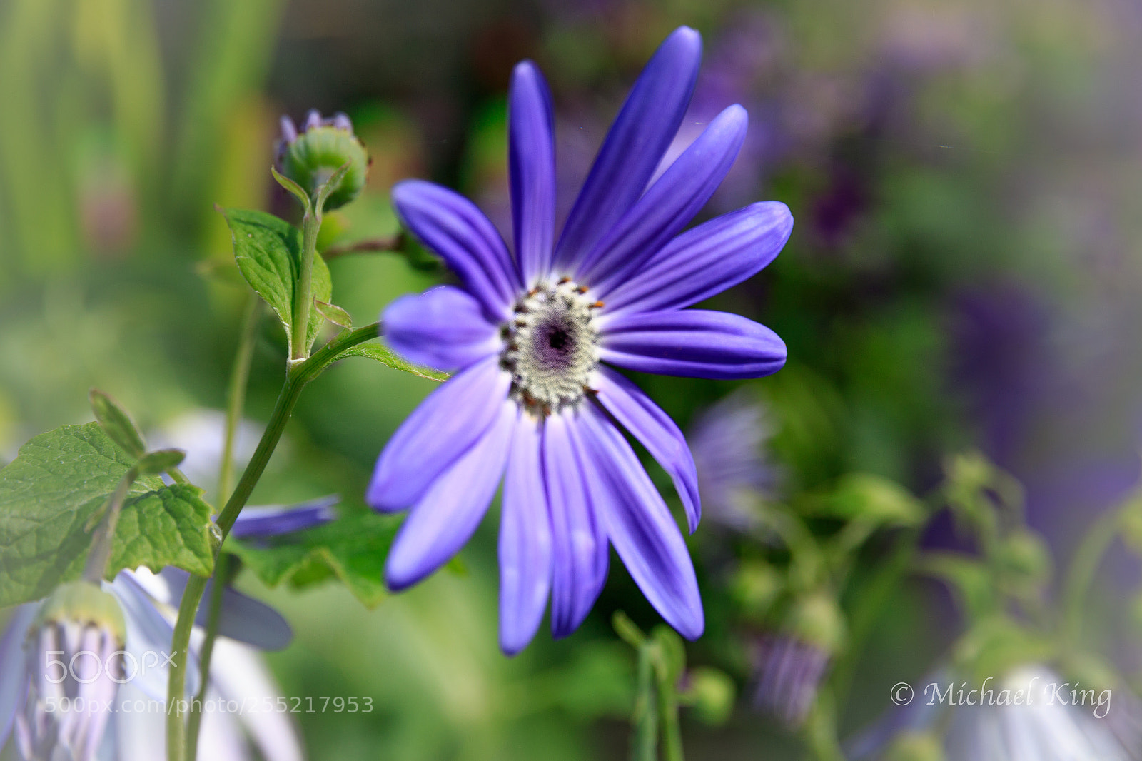 Canon EOS 7D Mark II sample photo. Senetti flower. photography
