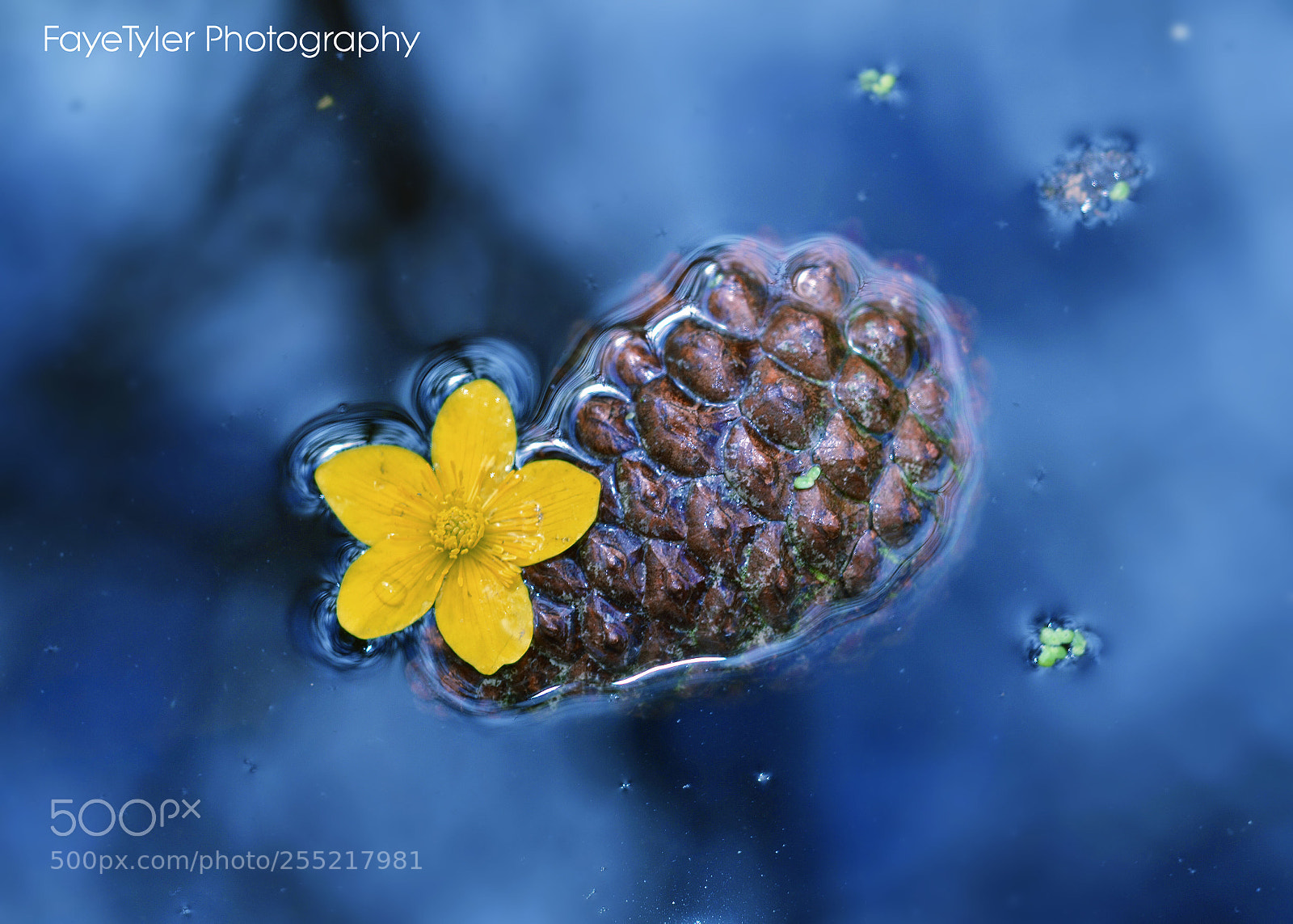 Nikon D5100 sample photo. Bobbing along photography