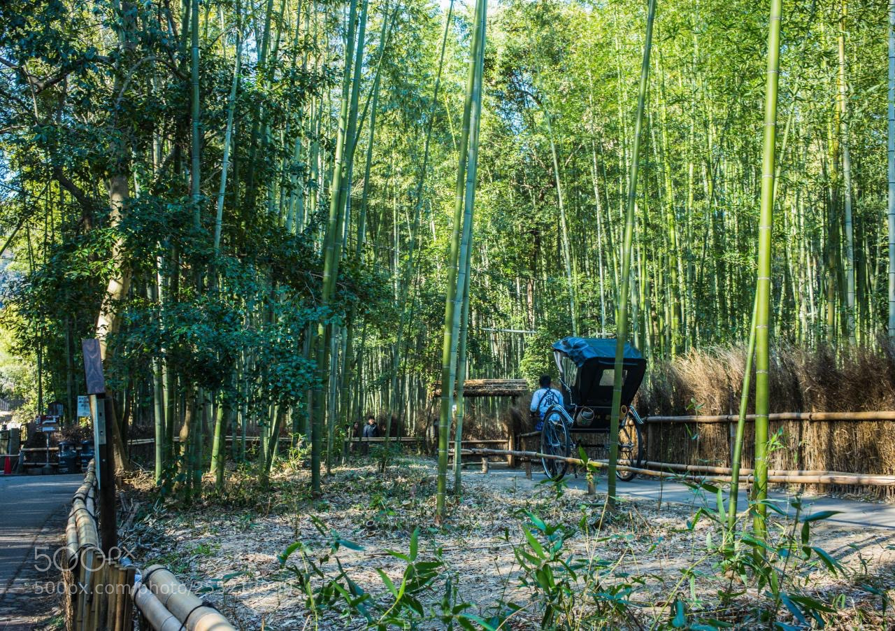 Leica M (Typ 240) sample photo. Bamboo forest photography