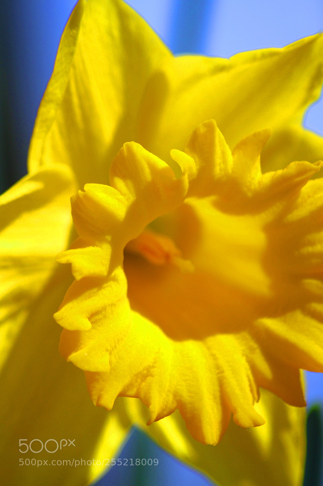 Canon EOS 500D (EOS Rebel T1i / EOS Kiss X3) sample photo. Yellow photography