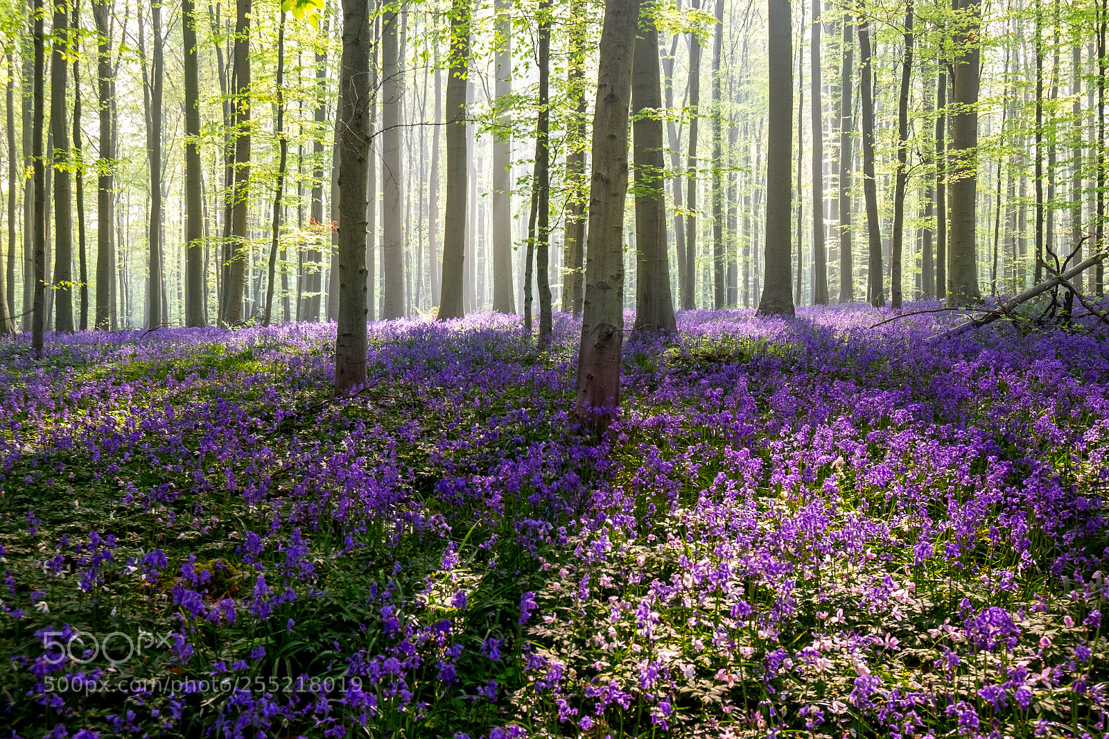 Fujifilm X-T1 sample photo. Hallerbos-light photography