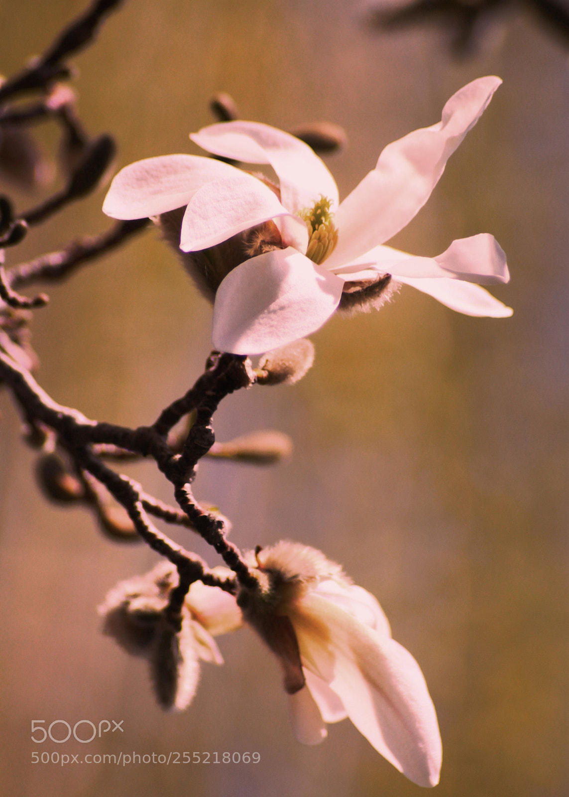 Canon EOS 500D (EOS Rebel T1i / EOS Kiss X3) sample photo. Magnolia photography
