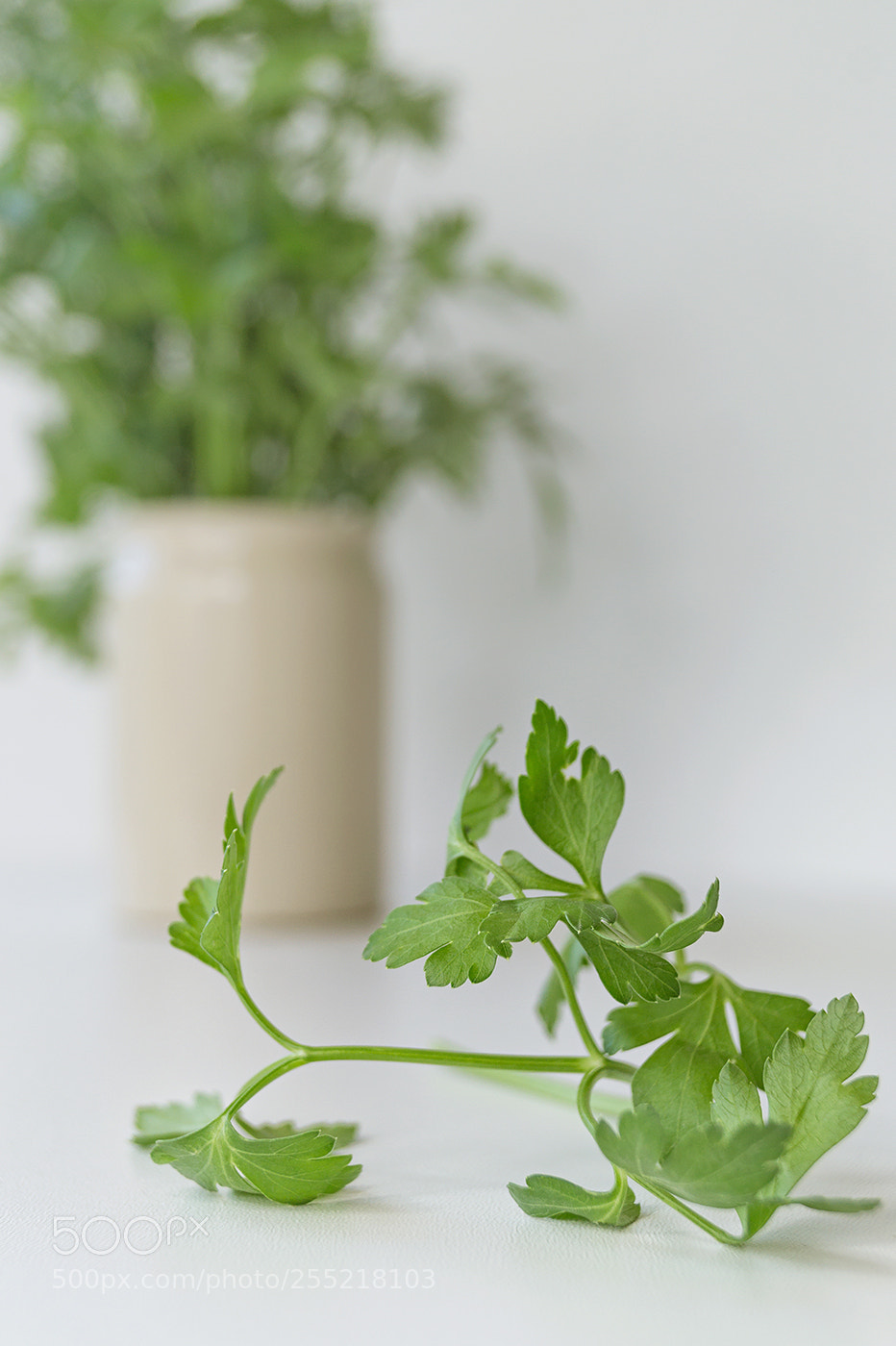 Sony SLT-A58 sample photo. Mr. parsley photography