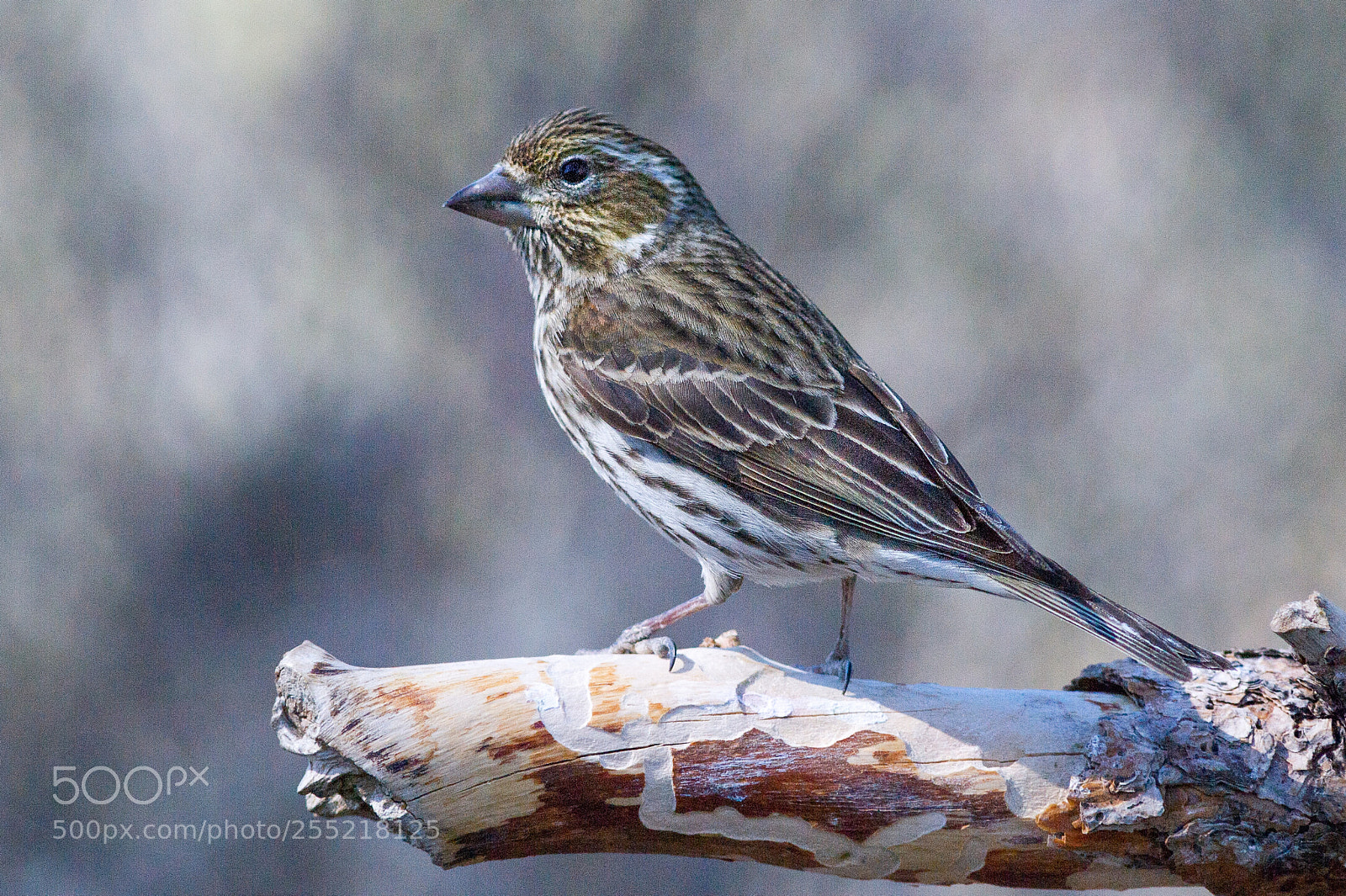 Nikon D3S sample photo. Cassins finch (female) photography