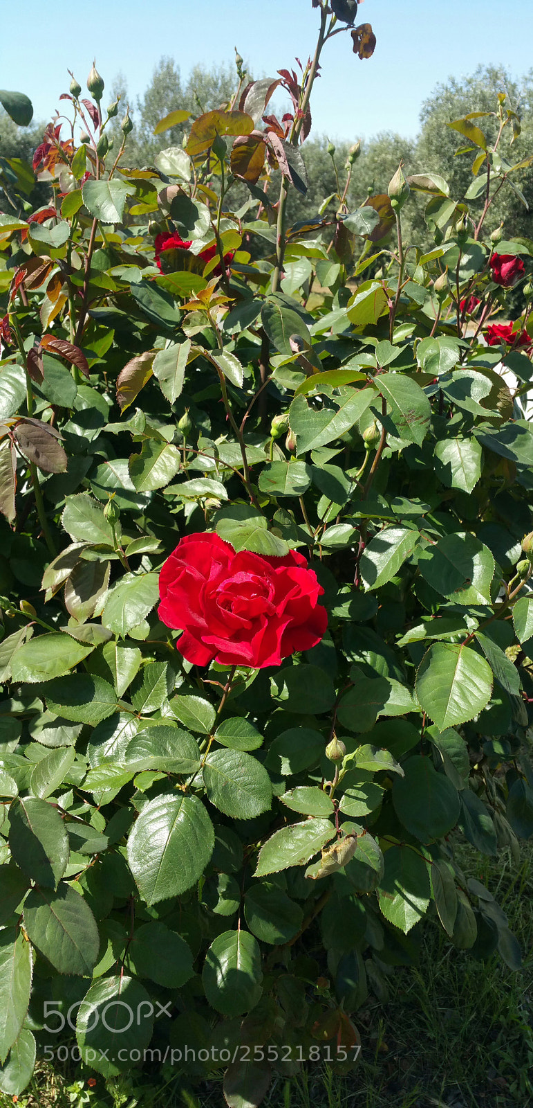 Samsung Galaxy Note4 sample photo. Spring has sprung photography