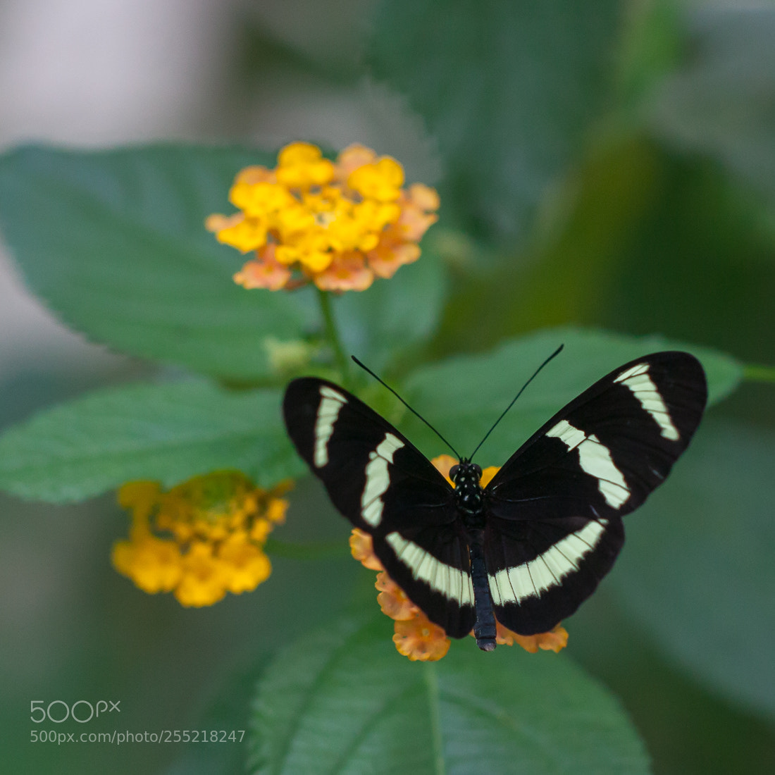 Canon EOS 5D Mark II sample photo. Butterfly heliconius photography