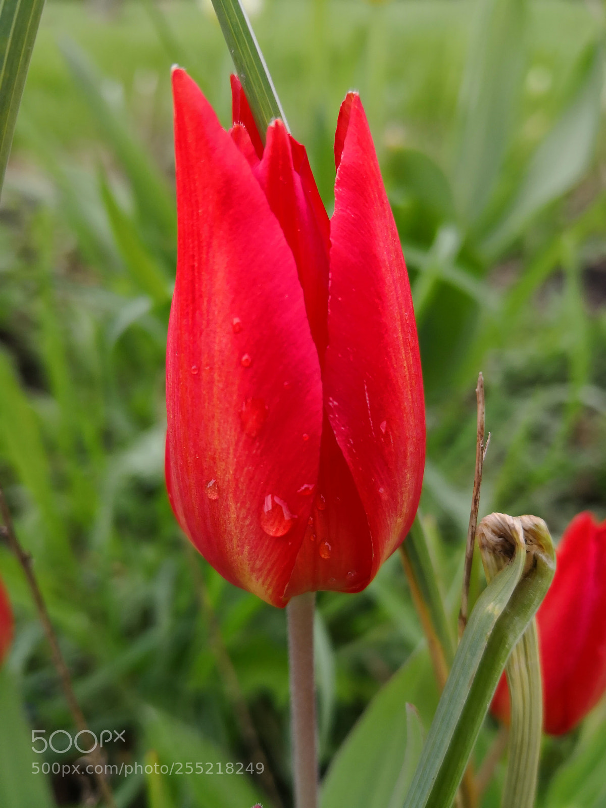 HUAWEI Mate 10 Pro sample photo. Red tulip photography