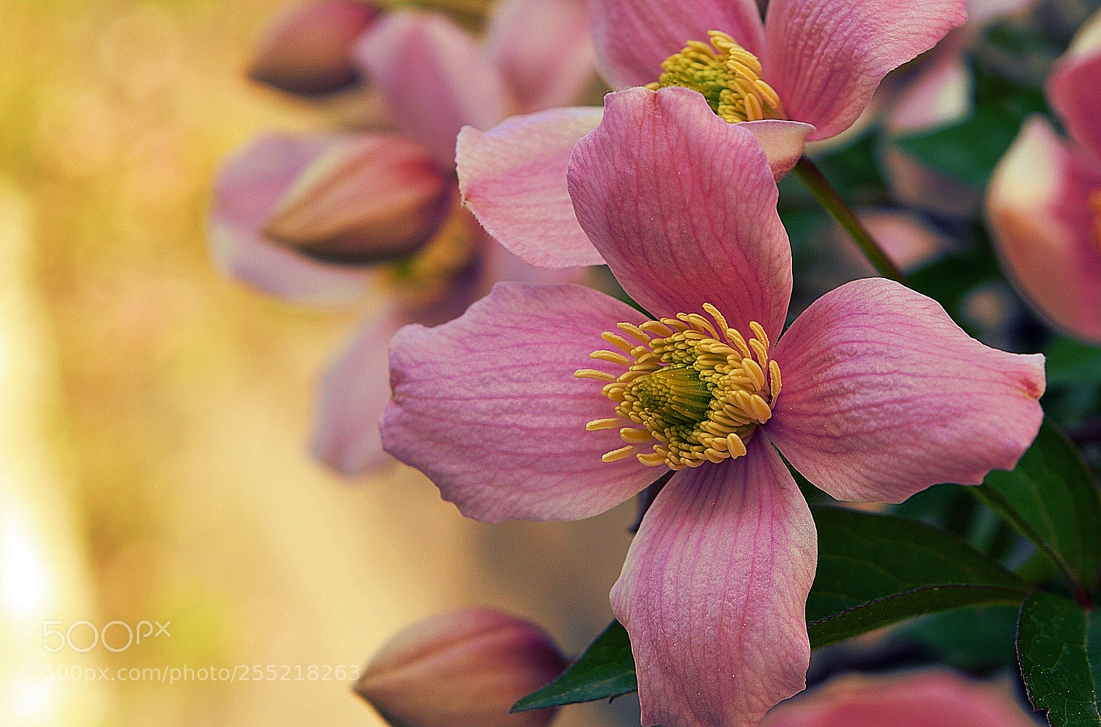 Nikon D3200 sample photo. Spring day photography