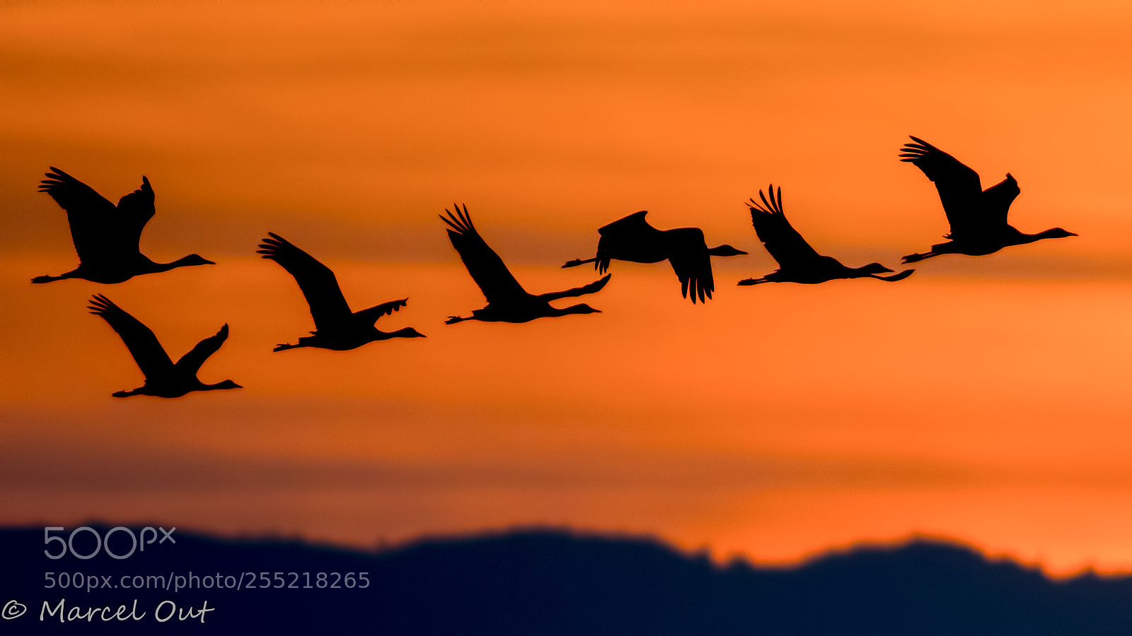 Nikon D500 sample photo. Sunrise flight photography