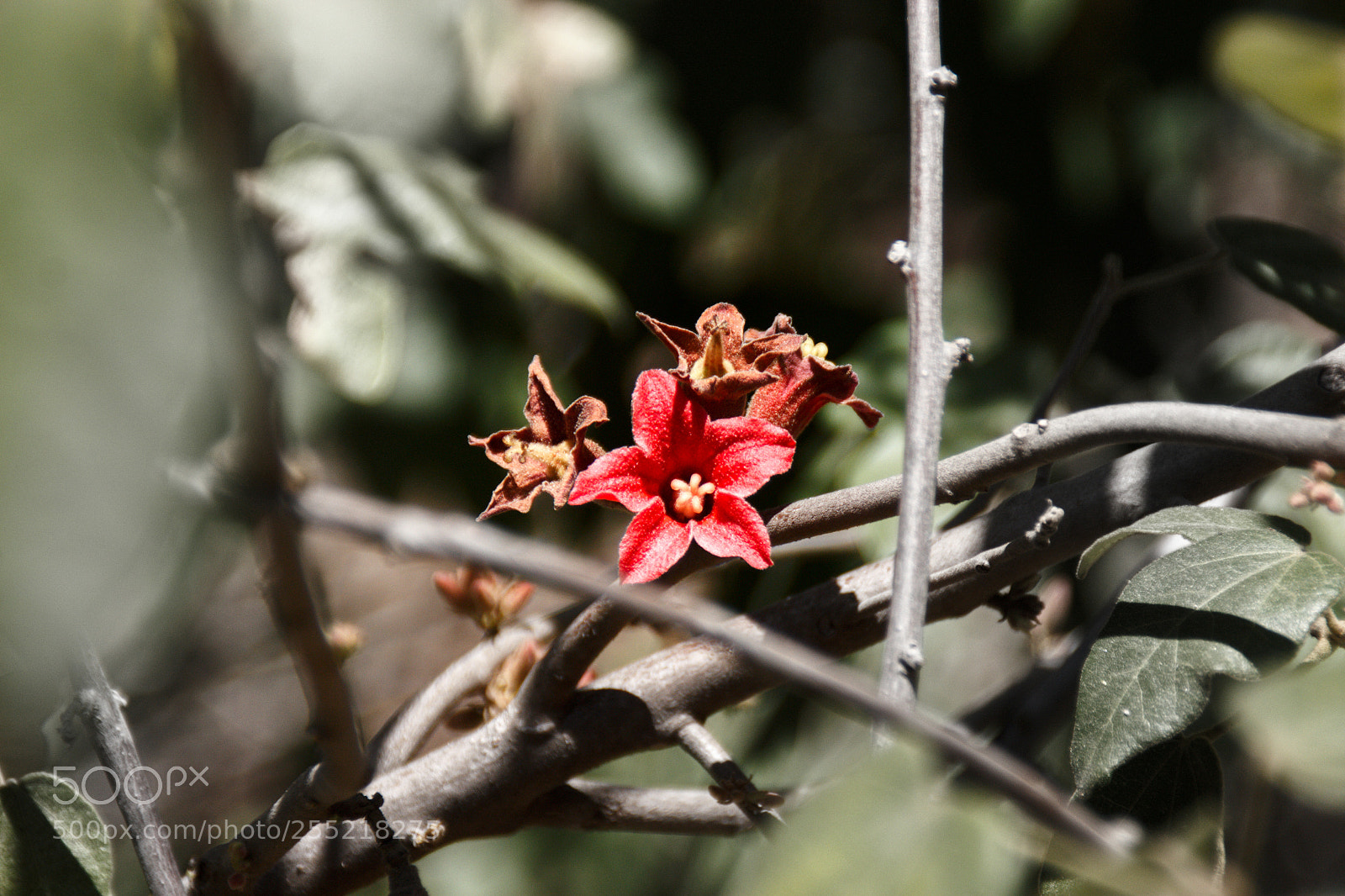 Canon EOS 1200D (EOS Rebel T5 / EOS Kiss X70 / EOS Hi) sample photo. Tree flower photography