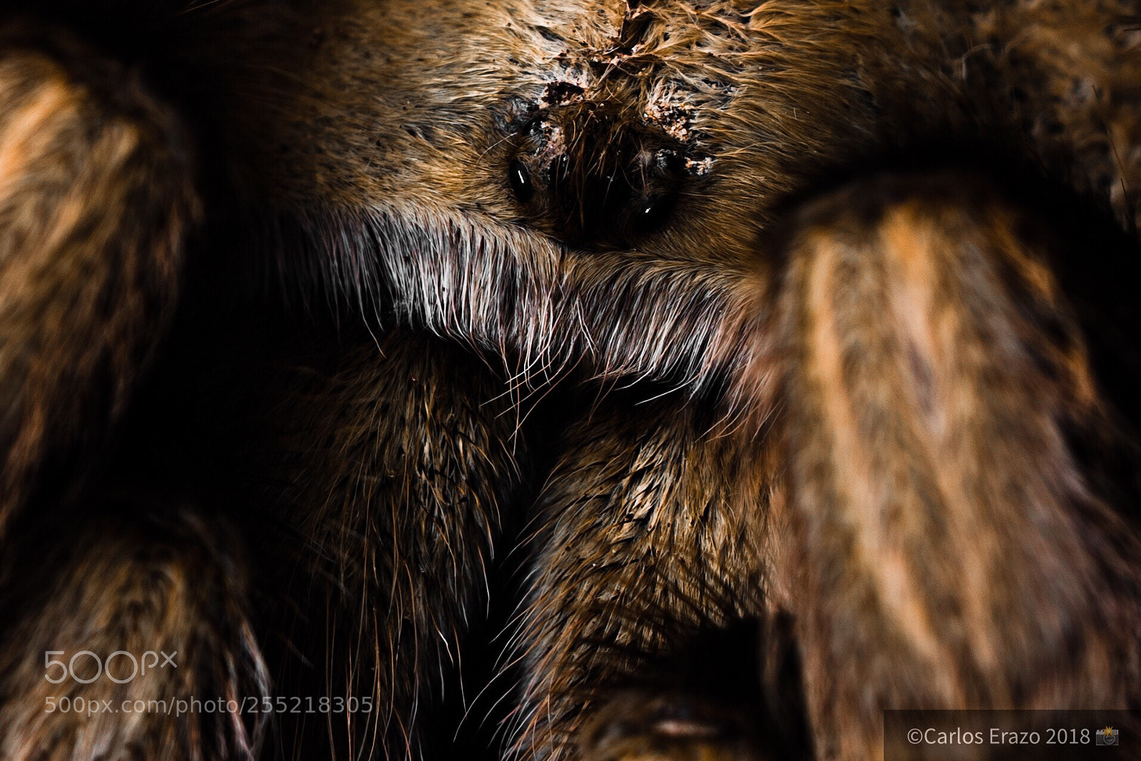 Sony a7R II sample photo. The eyes see all photography