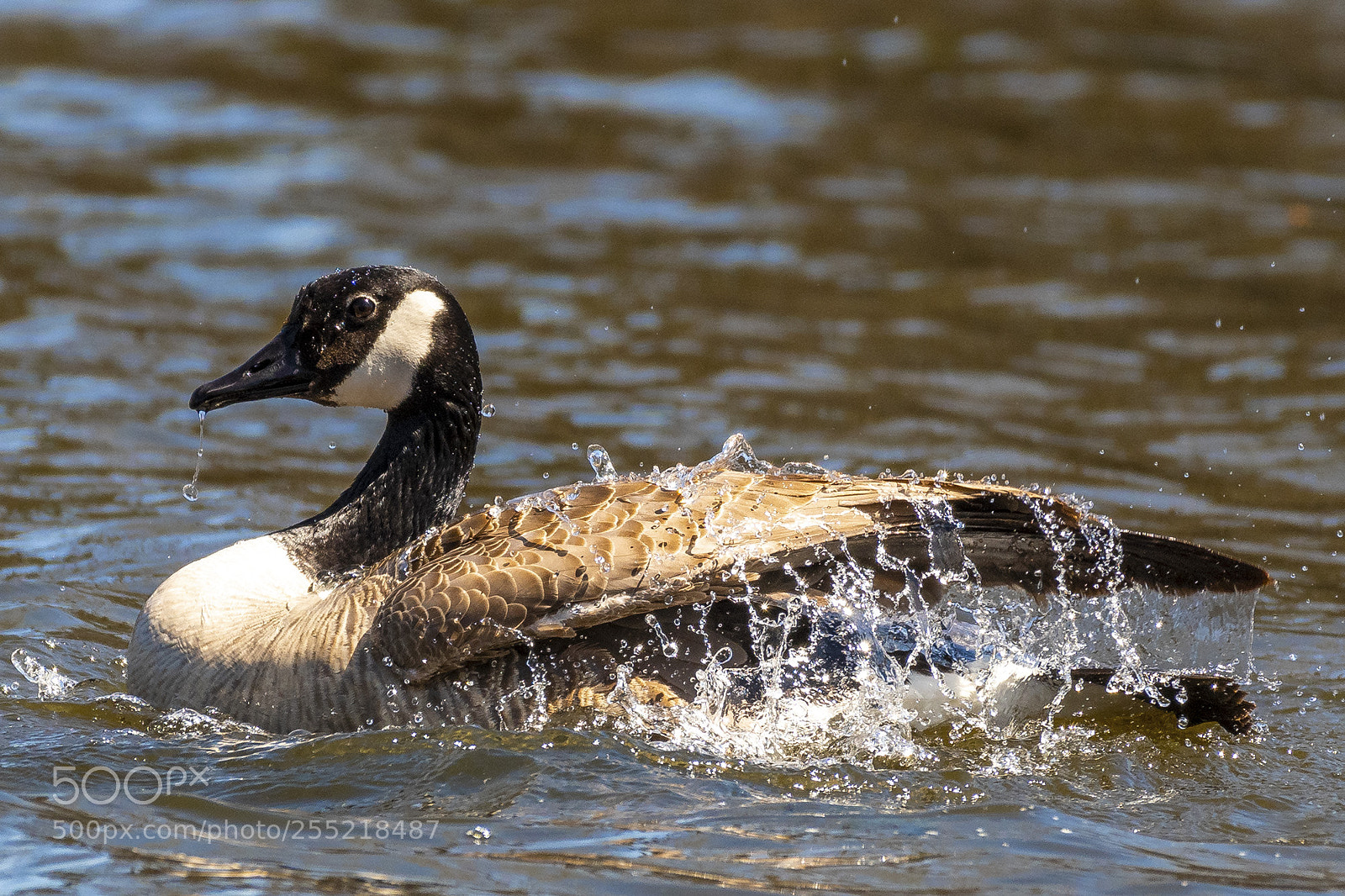 Nikon D500 sample photo. Canada goose bathing photography