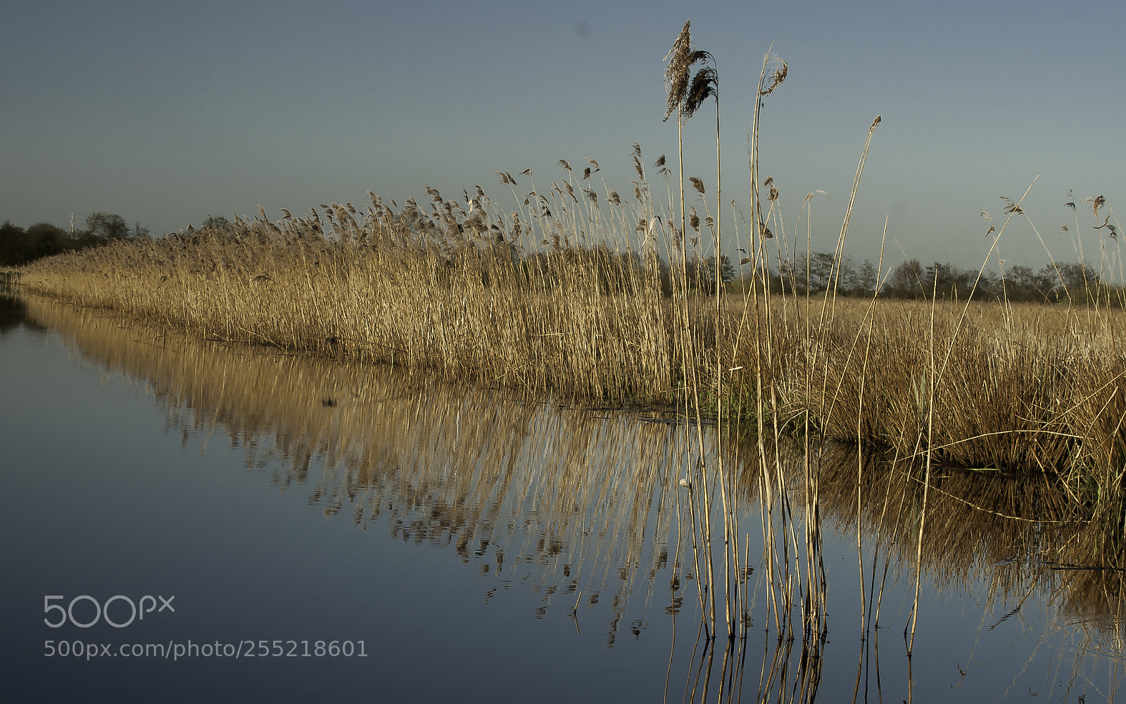 Nikon D5000 sample photo. Water reed on sundown photography