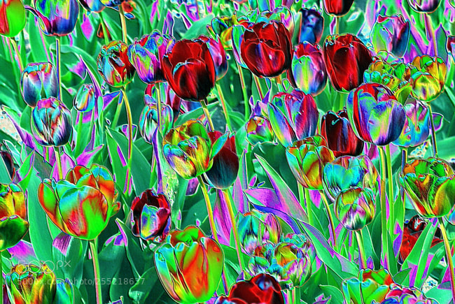 Nikon D60 sample photo. Designer 016406 x11 photography