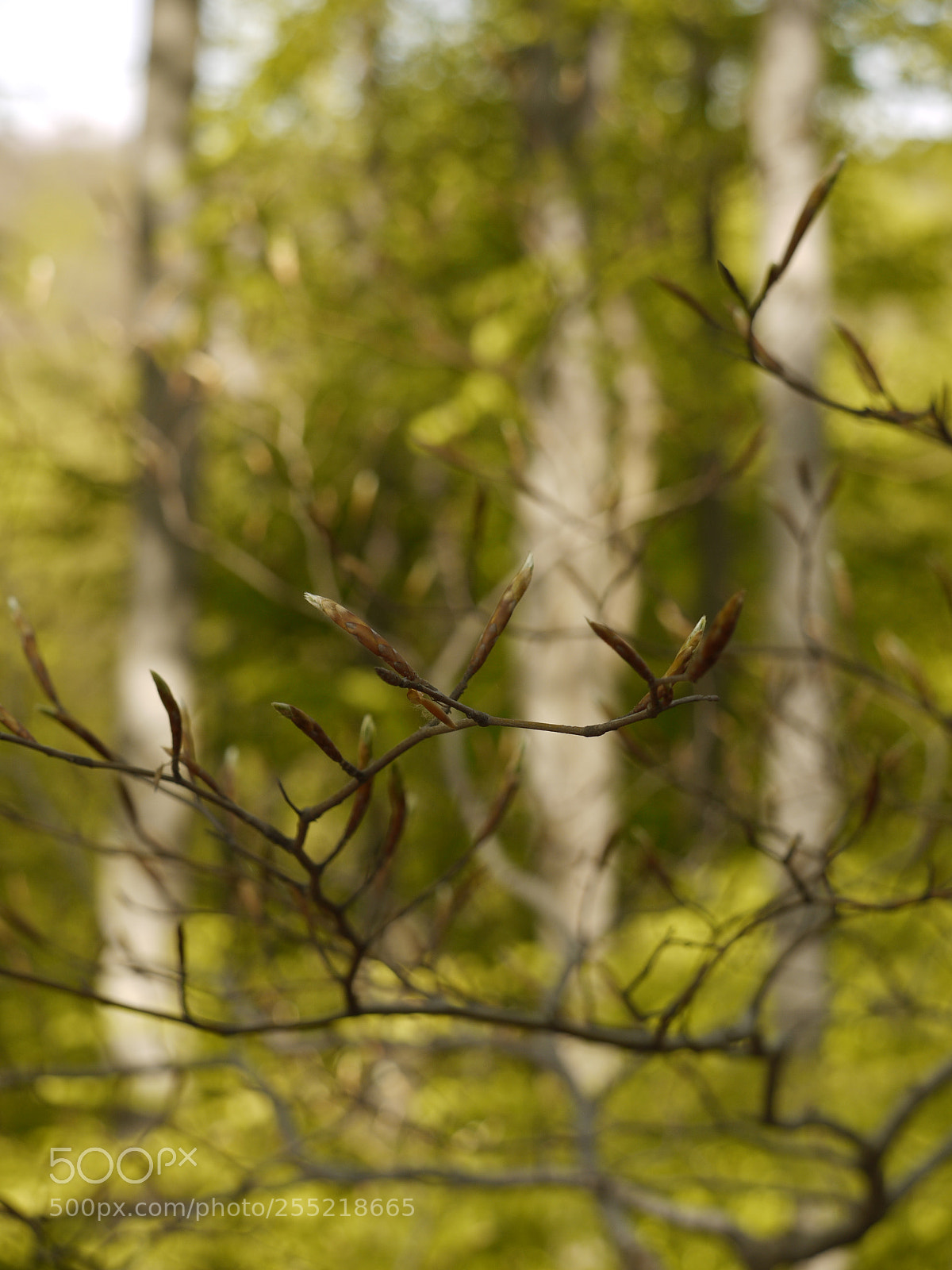 Panasonic Lumix DMC-G1 sample photo. Spring vibe photography