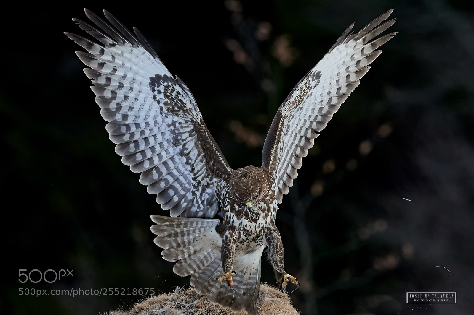 Nikon D500 sample photo. Common buzzard jumping on photography