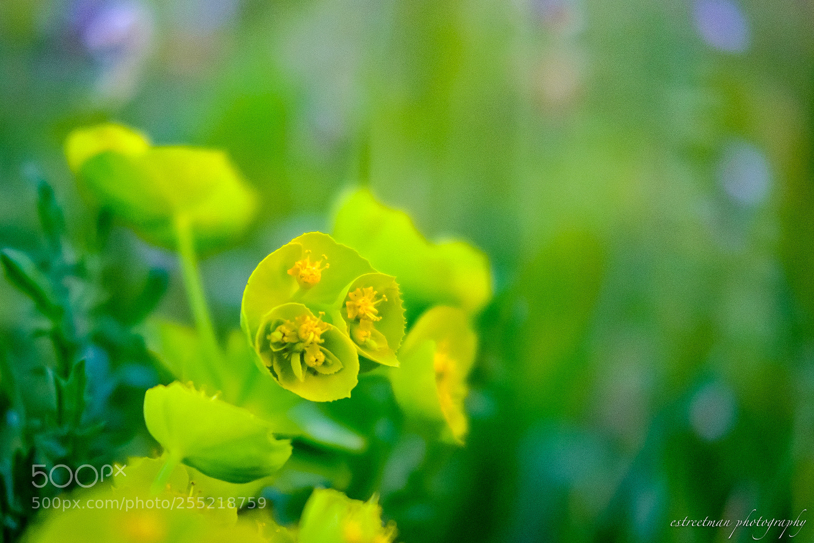 Fujifilm X-M1 sample photo. Hello springtime photography