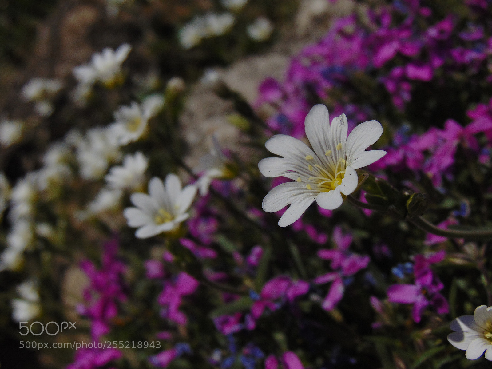 Sony Cyber-shot DSC-H300 sample photo. In the search of photography