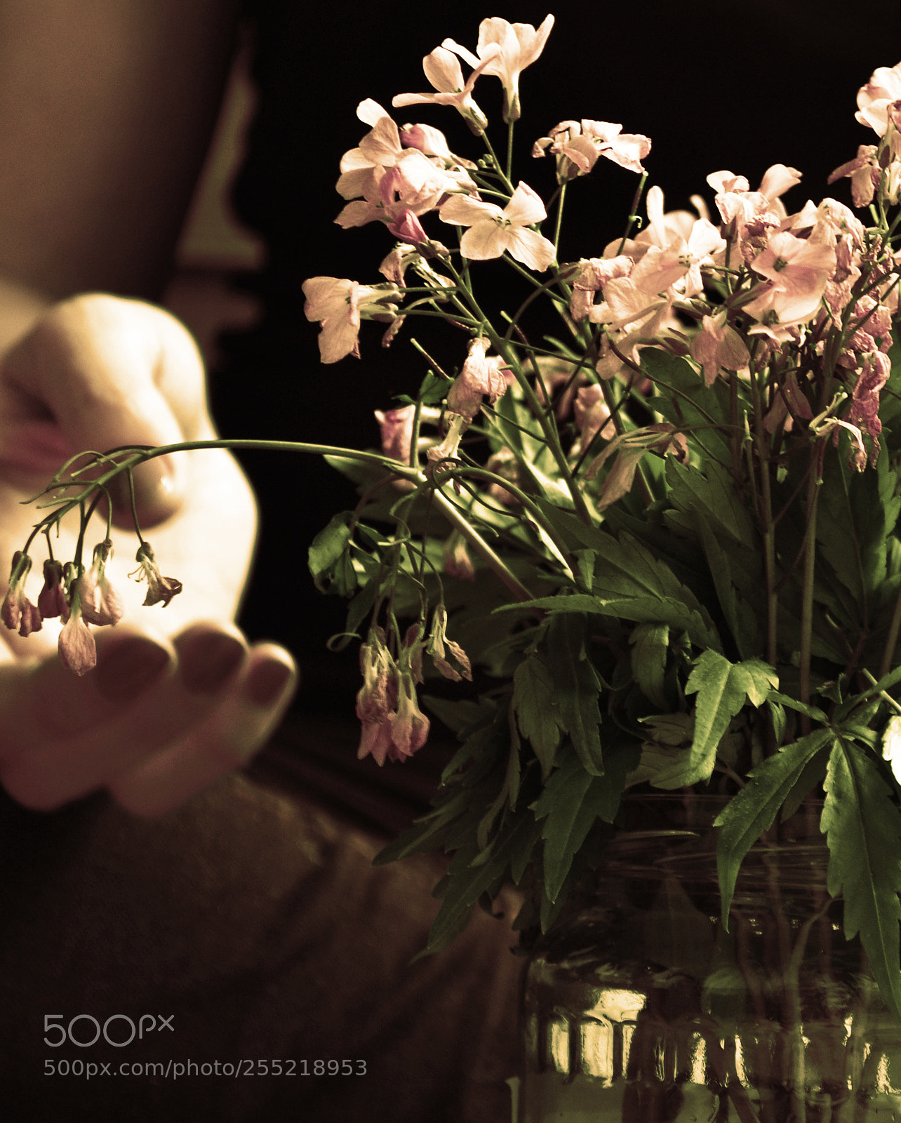 Nikon D3100 sample photo. Flowers photography