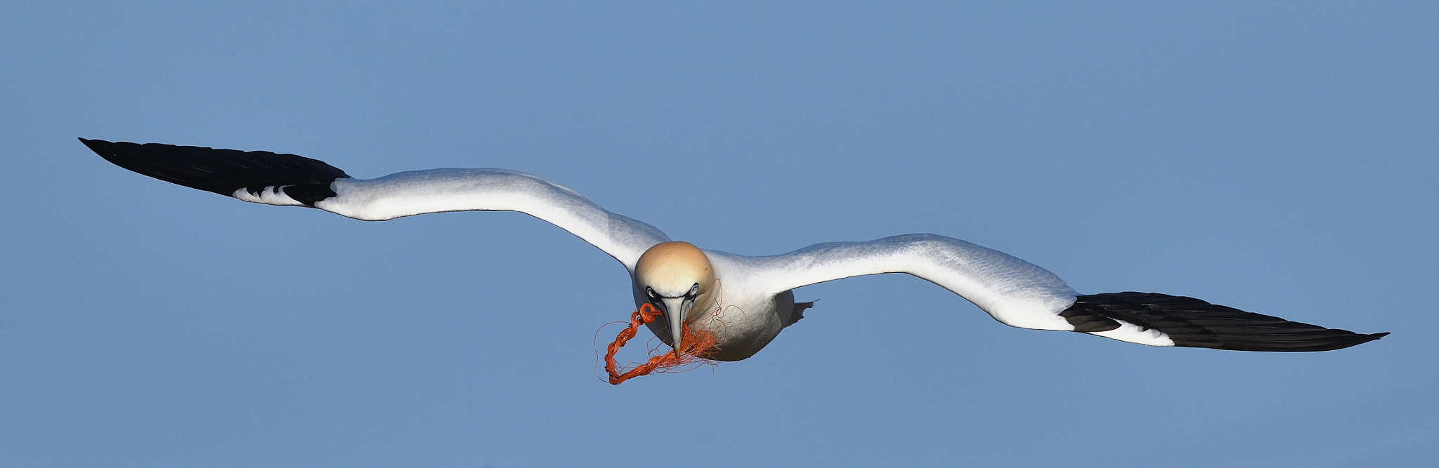 Nikon D850 + Nikon AF-S Nikkor 500mm F4G ED VR sample photo. Frontal photography