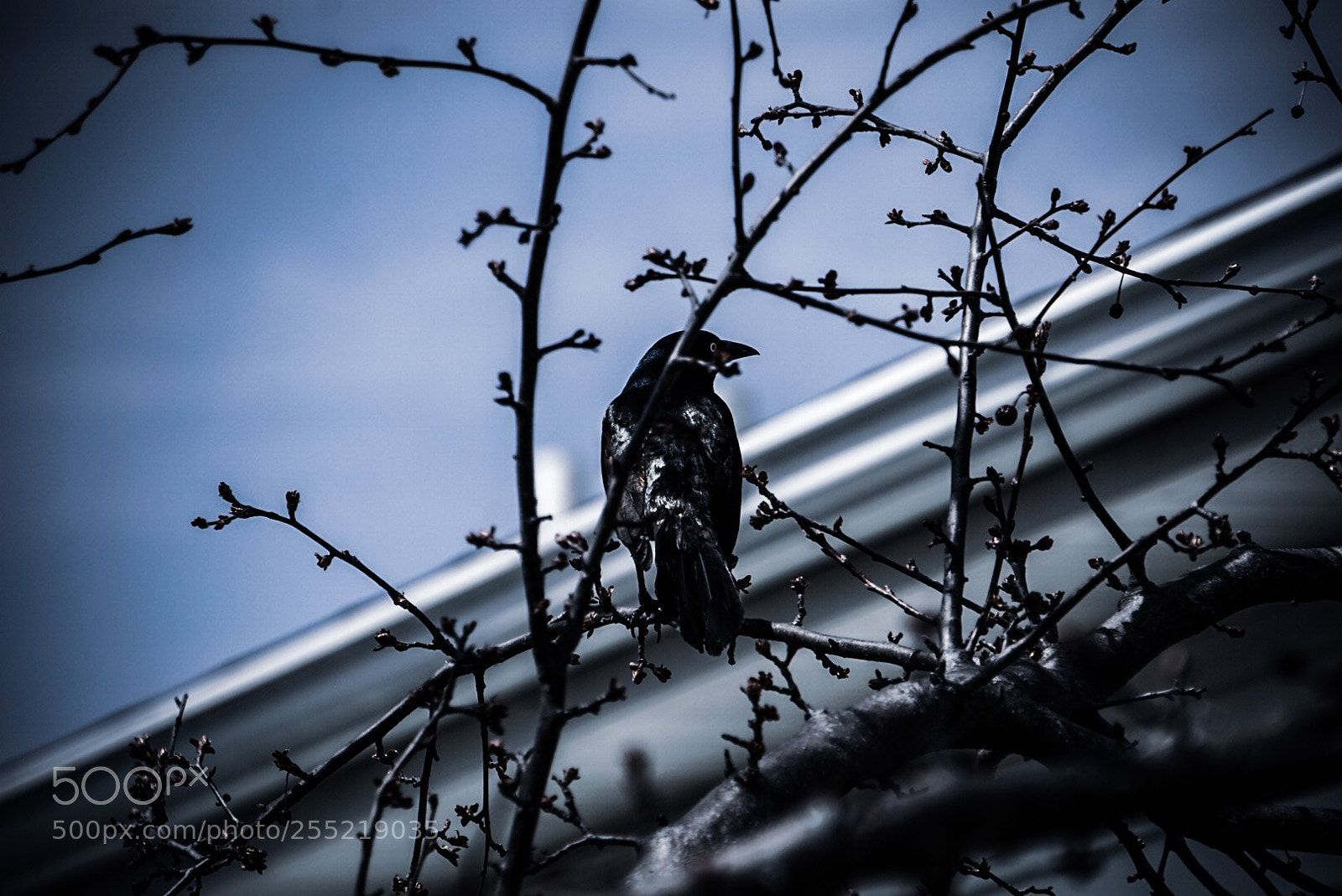 Sony a6000 sample photo. Untitled photography