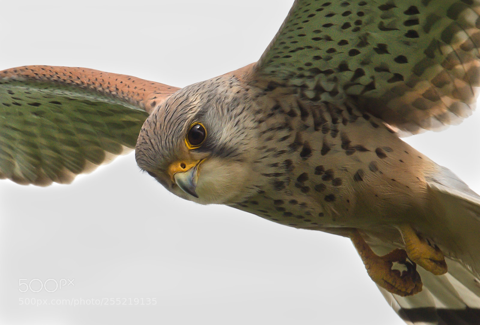 Nikon D4 sample photo. Kestrel hunting photography