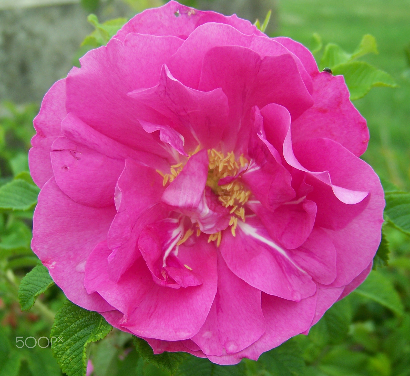 Kodak Z612 ZOOM DIGITAL CAMERA sample photo. Kg photography