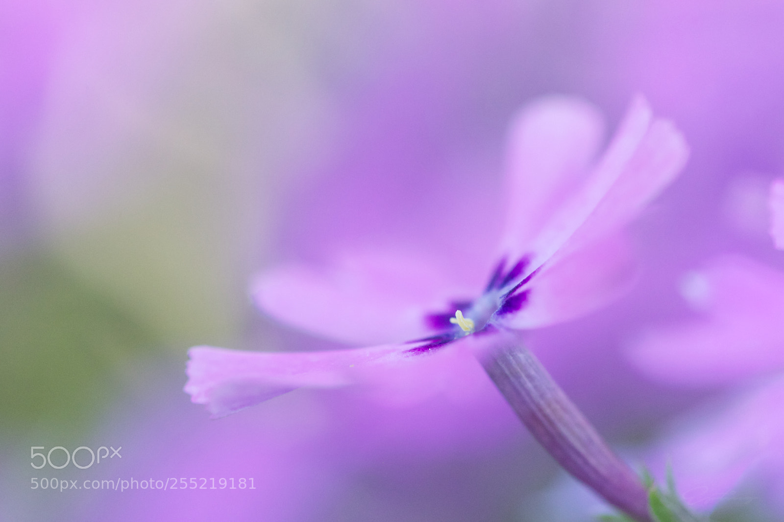 Canon EOS 70D sample photo. Flower photography