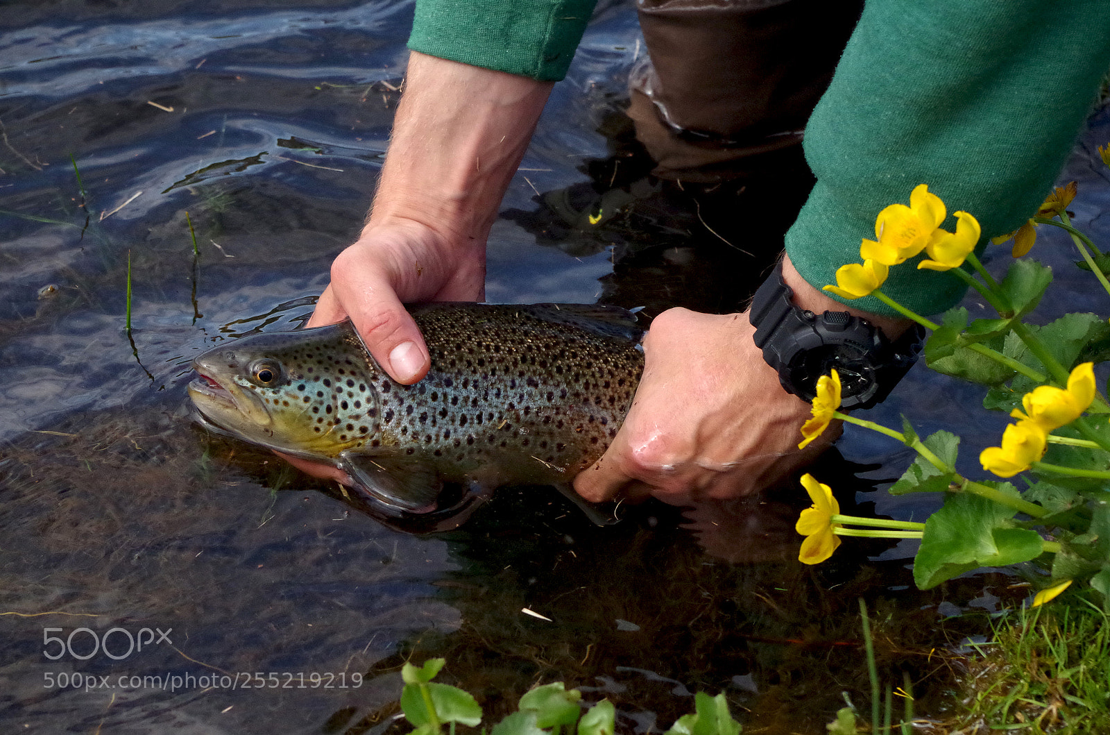 Pentax K-500 sample photo. Releasing a brown trout photography