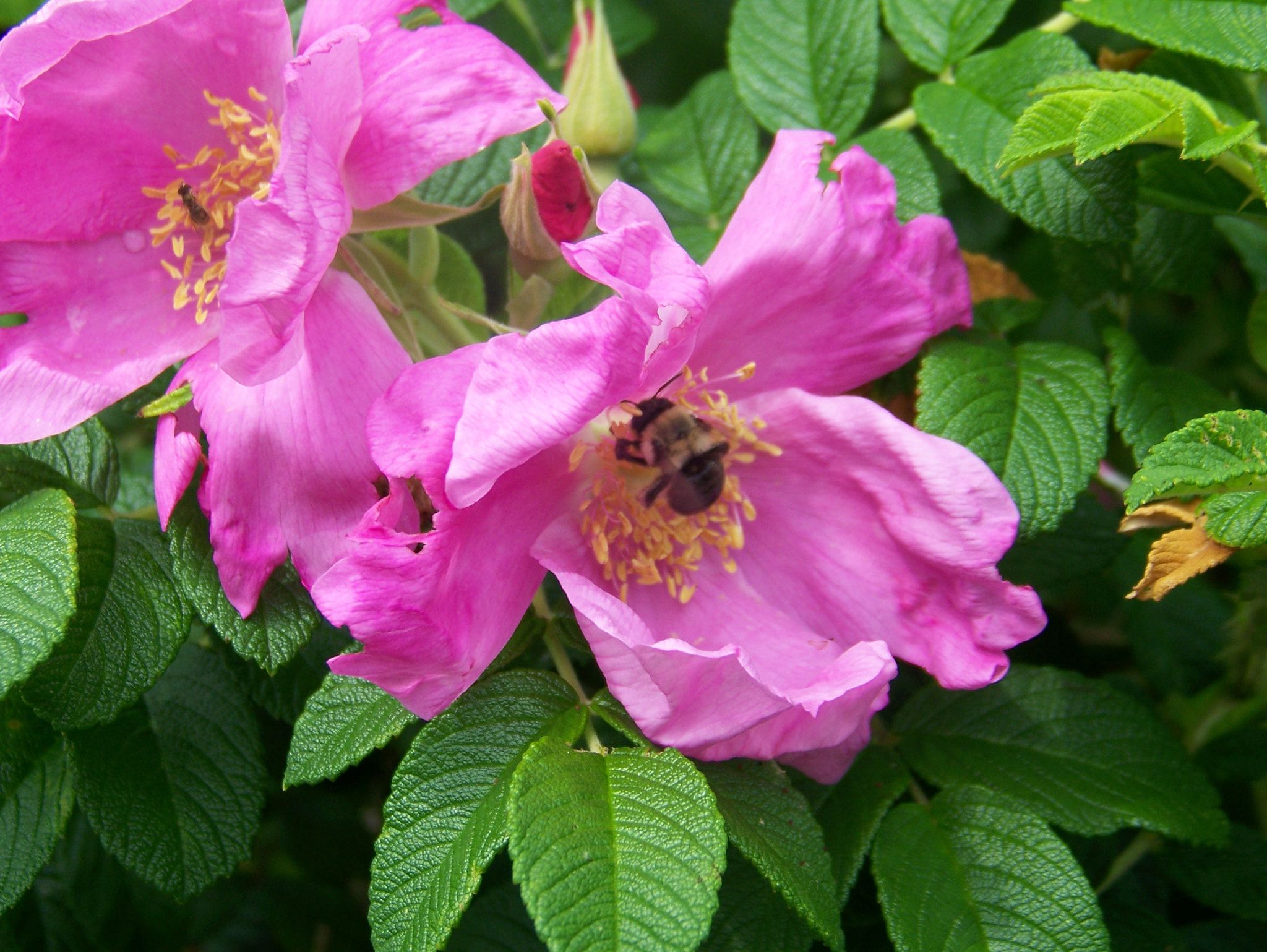 Kodak Z612 ZOOM DIGITAL CAMERA sample photo. Picture photography