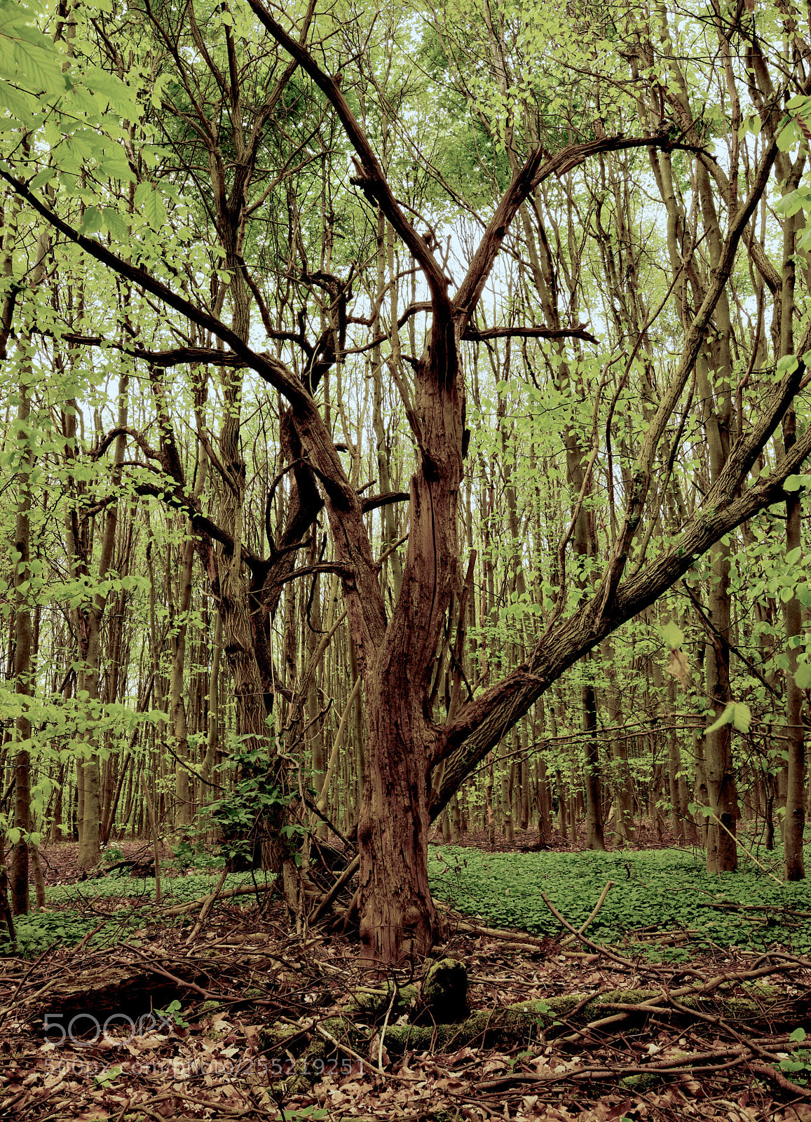 Nikon D850 sample photo. Old dead tree surrounded photography