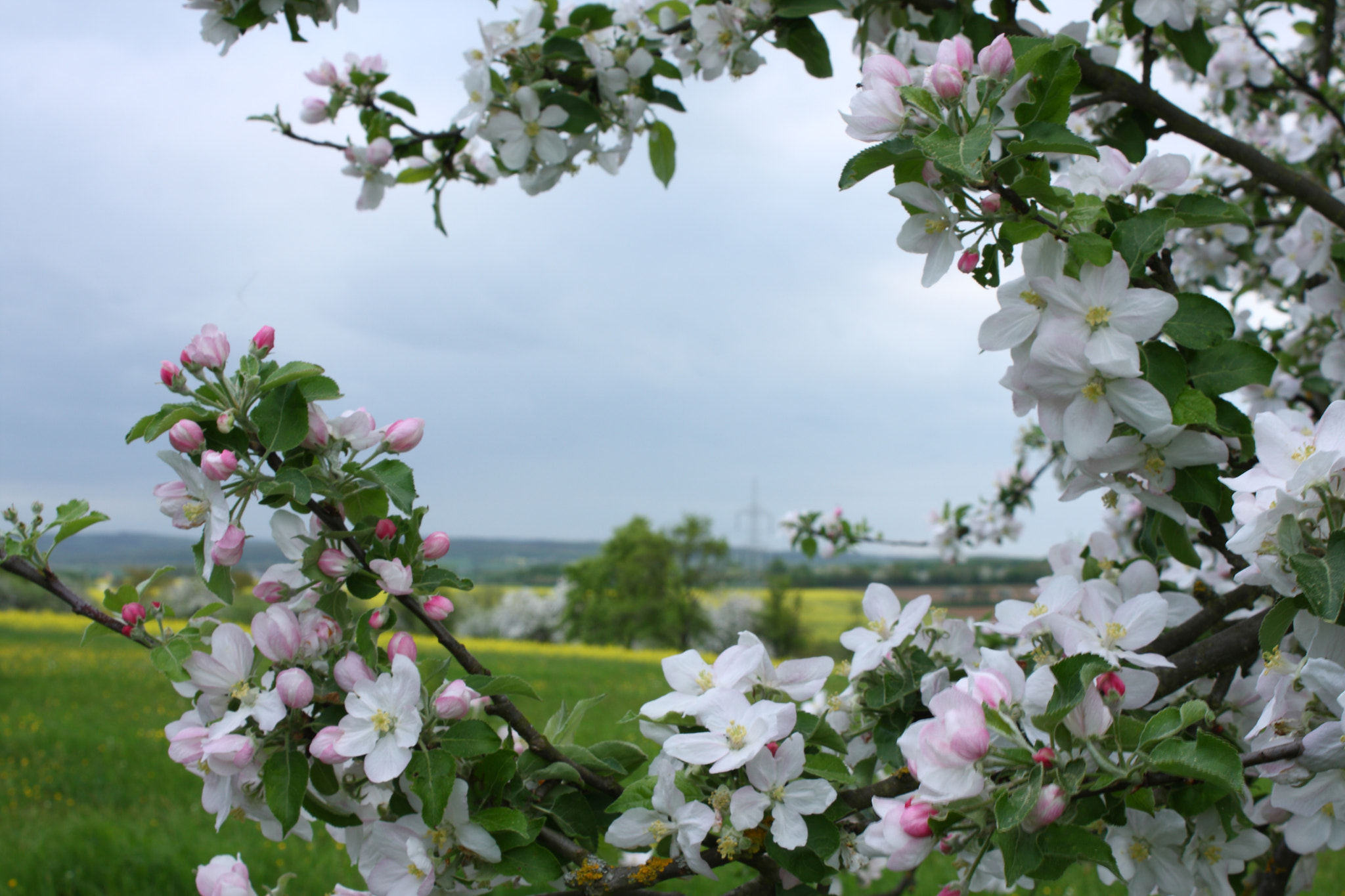 Canon EOS 40D sample photo. Apple tree photography