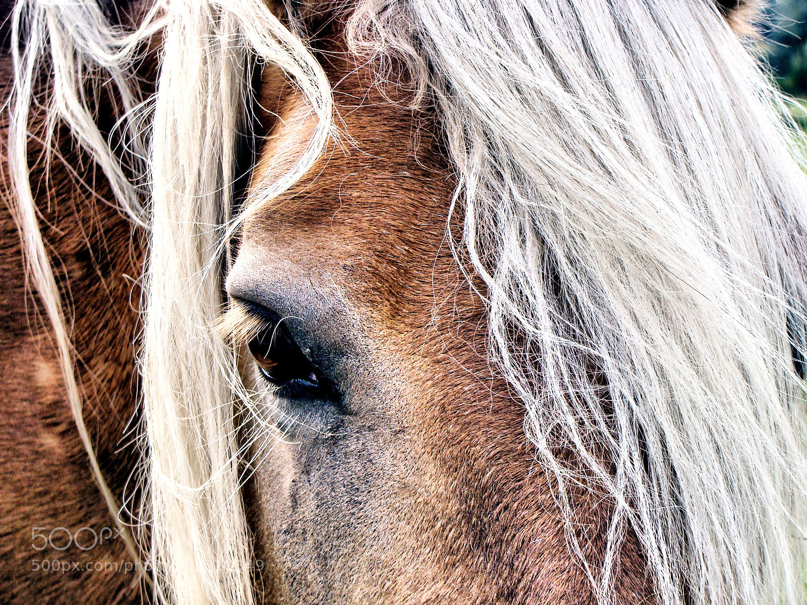 Sony DSC-H3 sample photo. Blonde beauty photography