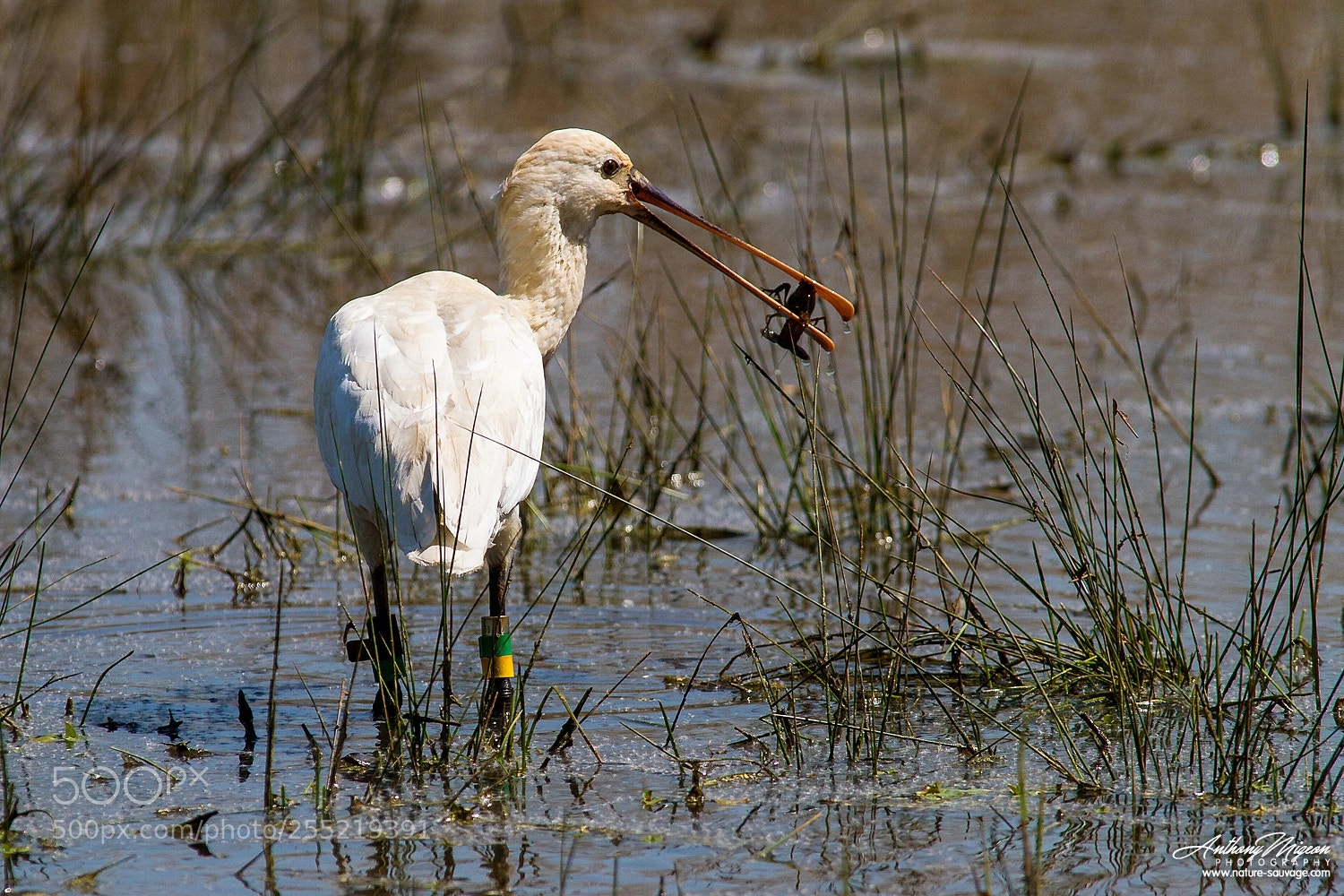 Canon EOS 7D sample photo. Eurasian spoonbill photography