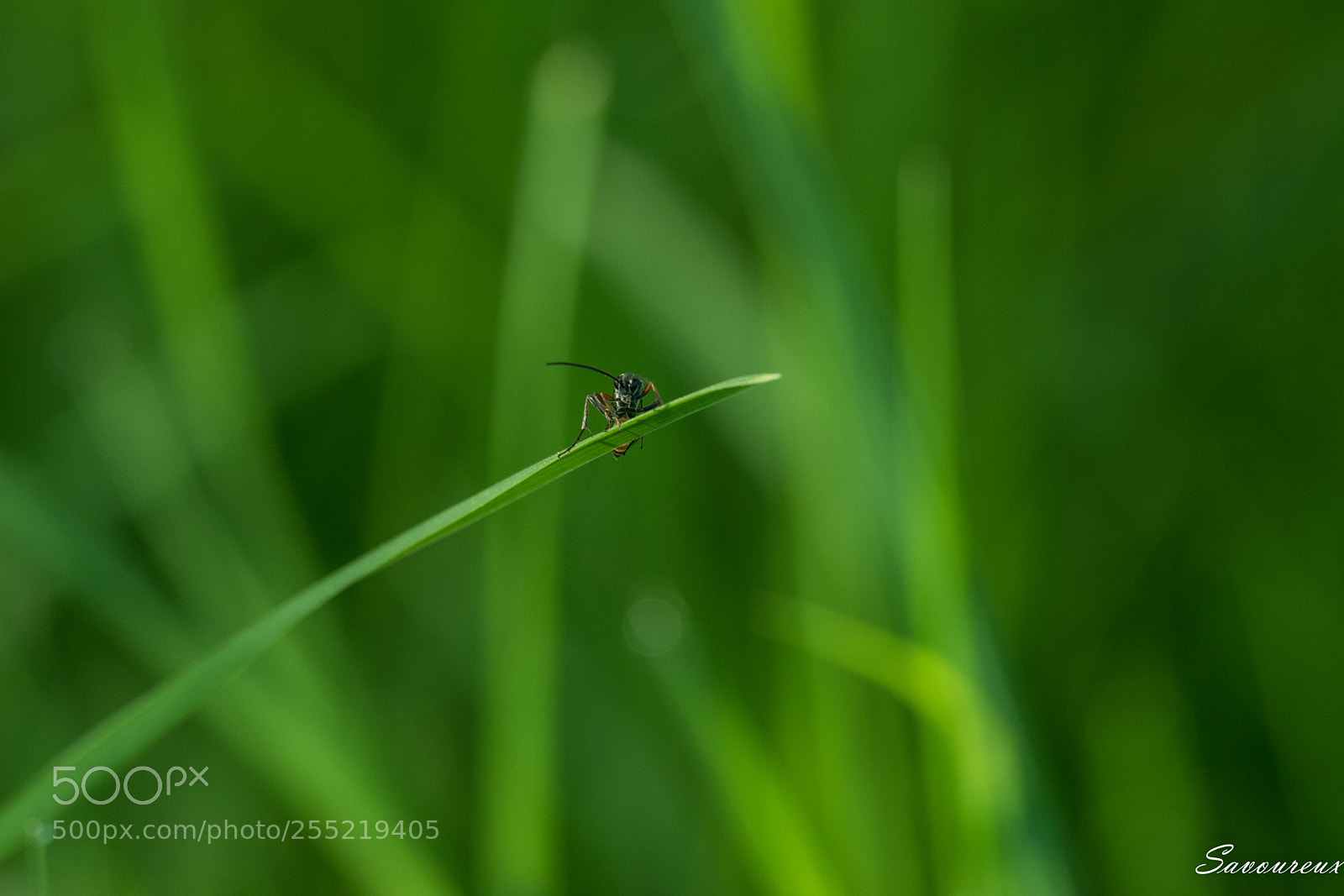 Nikon D5500 sample photo. Waiting photography