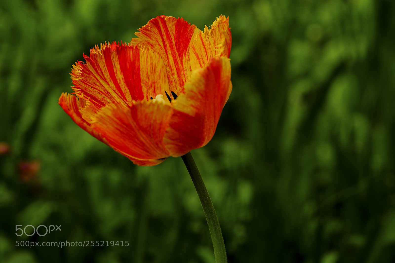 Fujifilm X-Pro1 sample photo. Colorful tulip photography