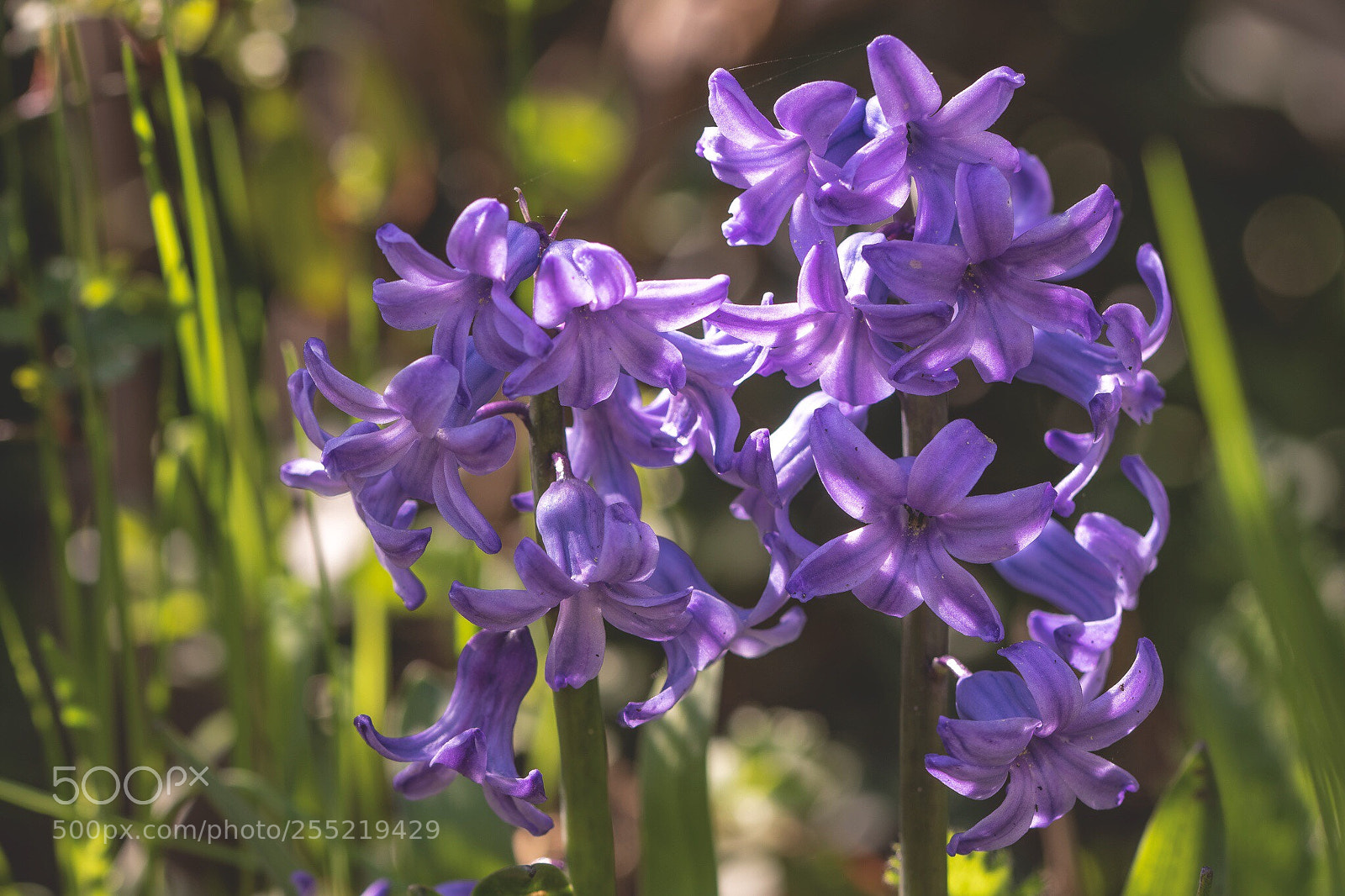Canon EOS 7D Mark II sample photo. Hyacinth photography