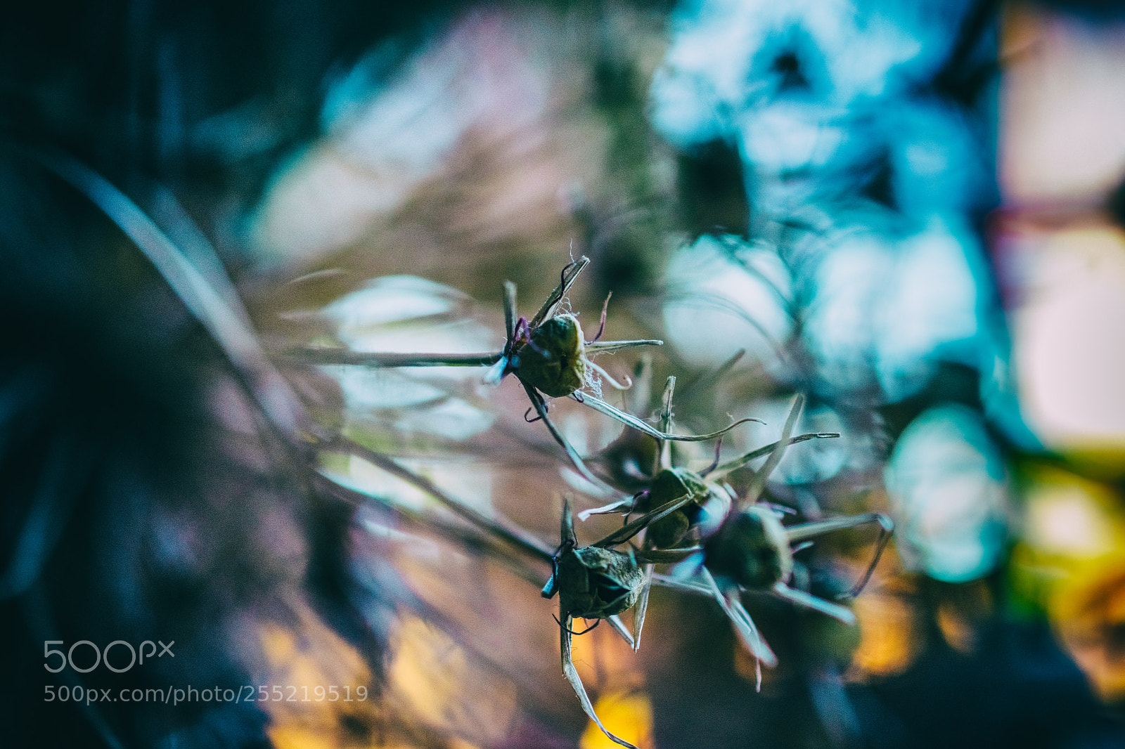 Nikon D7200 sample photo. Dried aliums photography