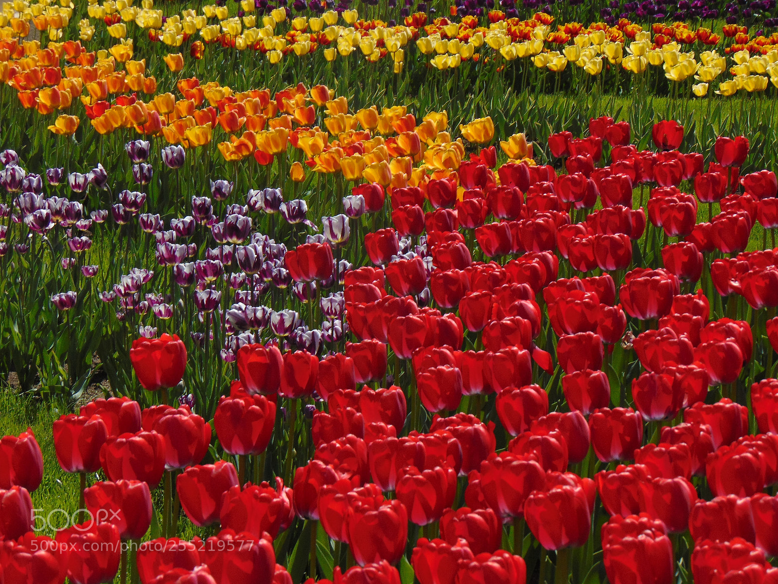 Sony Cyber-shot DSC-H300 sample photo. Explosion of color photography