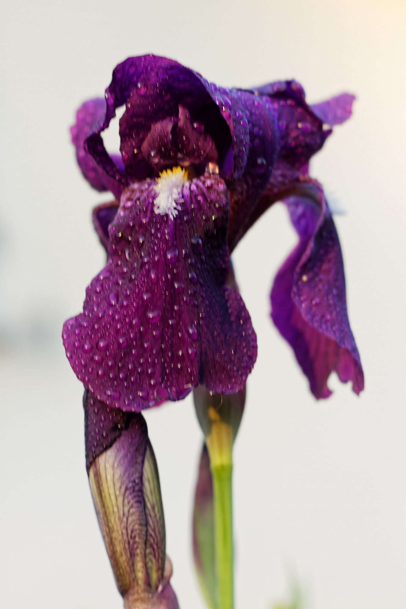Canon EF 50mm f/1.8 sample photo. Dxo photography
