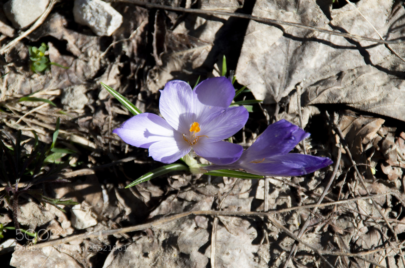 Pentax K-30 sample photo. Fiore di montagna photography