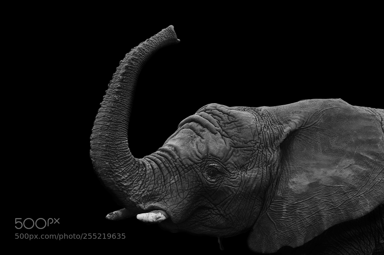 Canon EOS 600D (Rebel EOS T3i / EOS Kiss X5) sample photo. Elephant wave photography