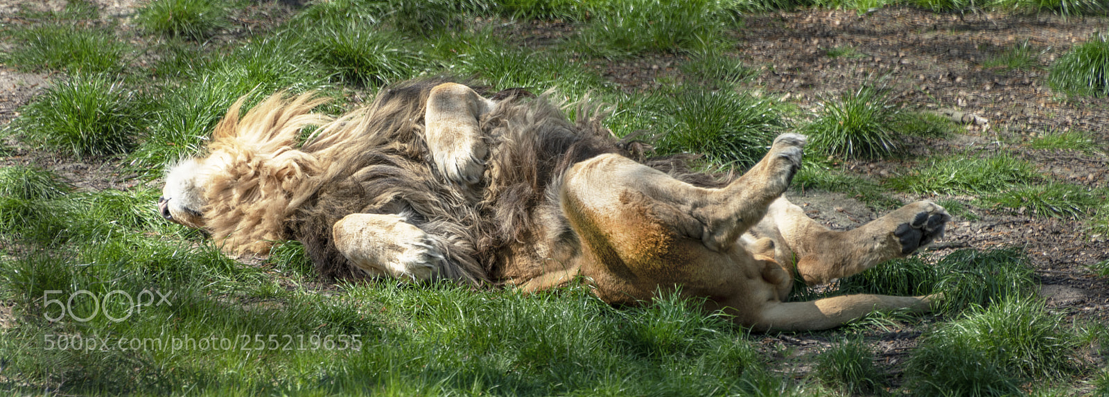 Nikon D850 sample photo. Sleeping photography