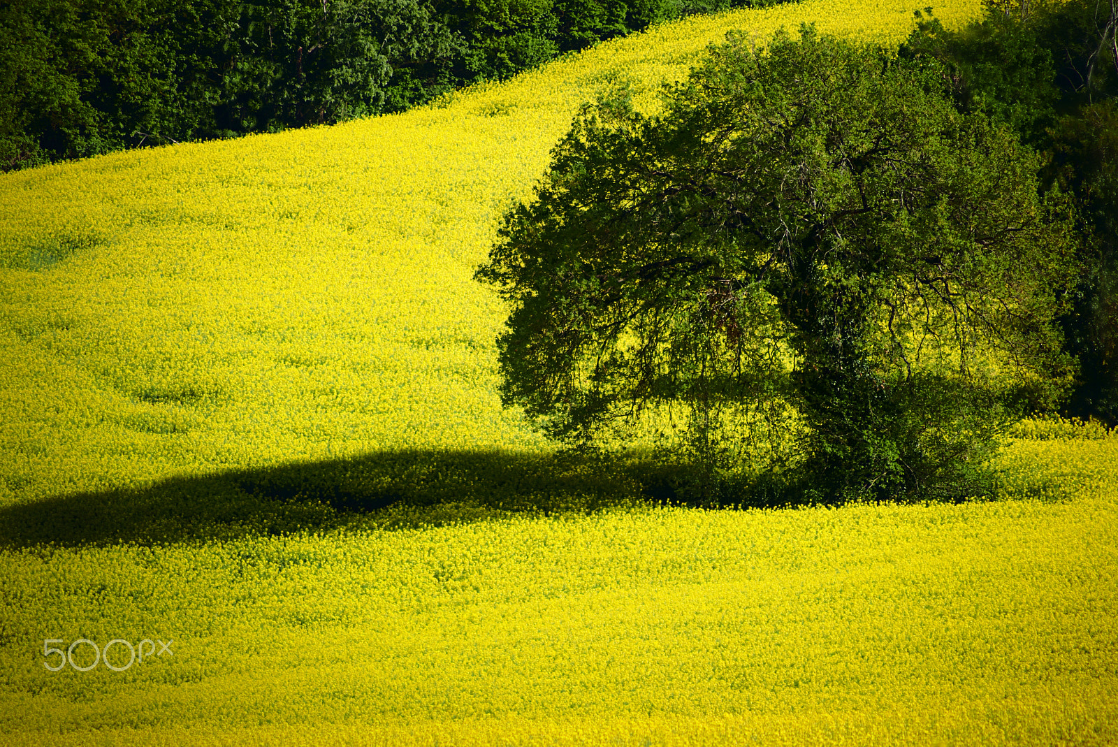 Canon EOS 70D + Canon TS-E 90mm F2.8 Tilt-Shift sample photo. Tra giallo e verde photography