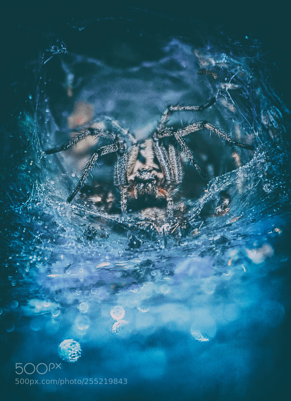 Nikon D300S sample photo. Spider photography