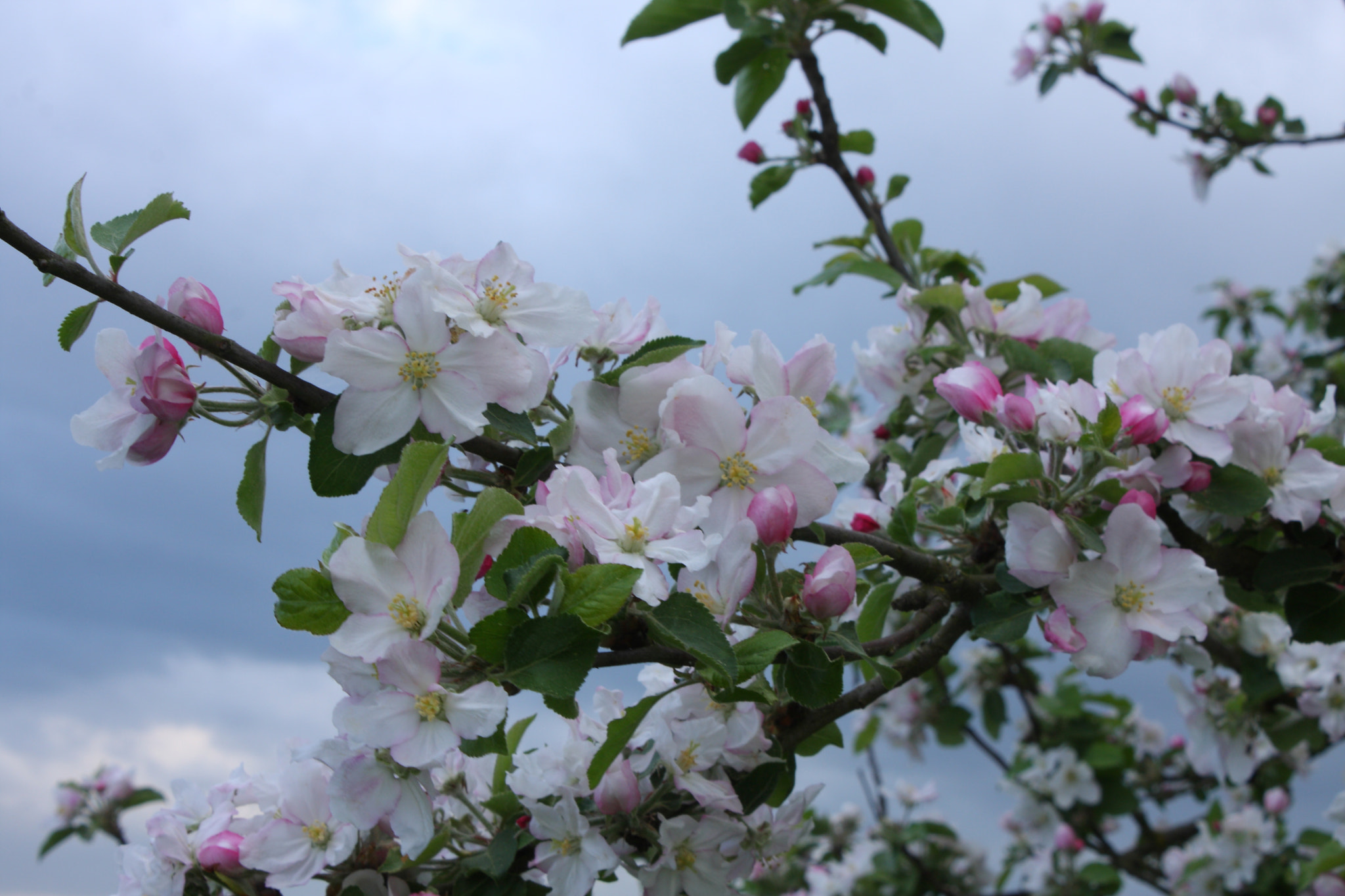 Canon EOS 40D sample photo. Blooming photography
