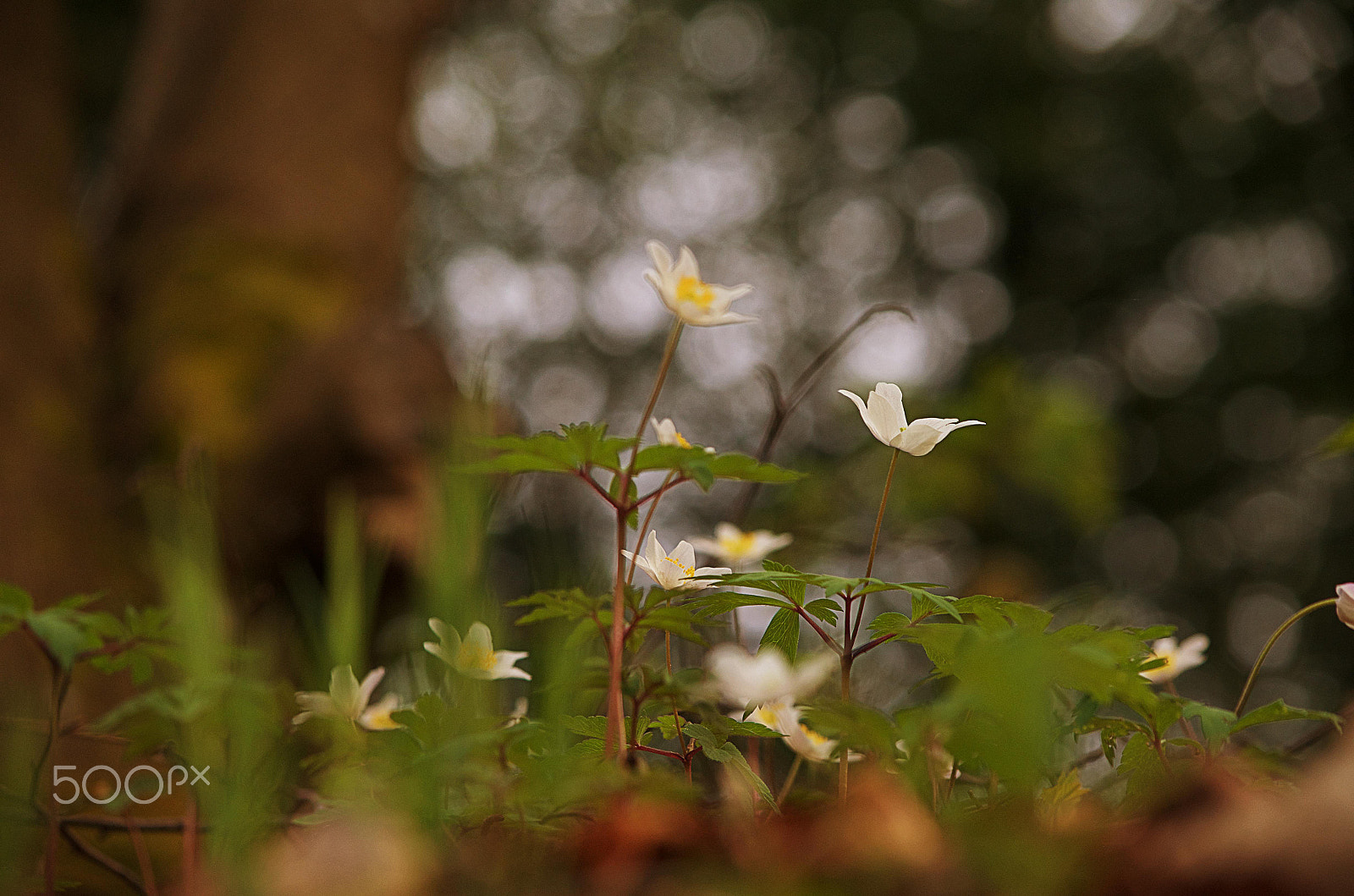 Nikon D5100 sample photo. Wake up before photography