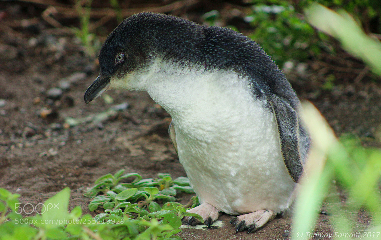 Canon EOS 600D (Rebel EOS T3i / EOS Kiss X5) sample photo. The 'wild' little penguin! photography