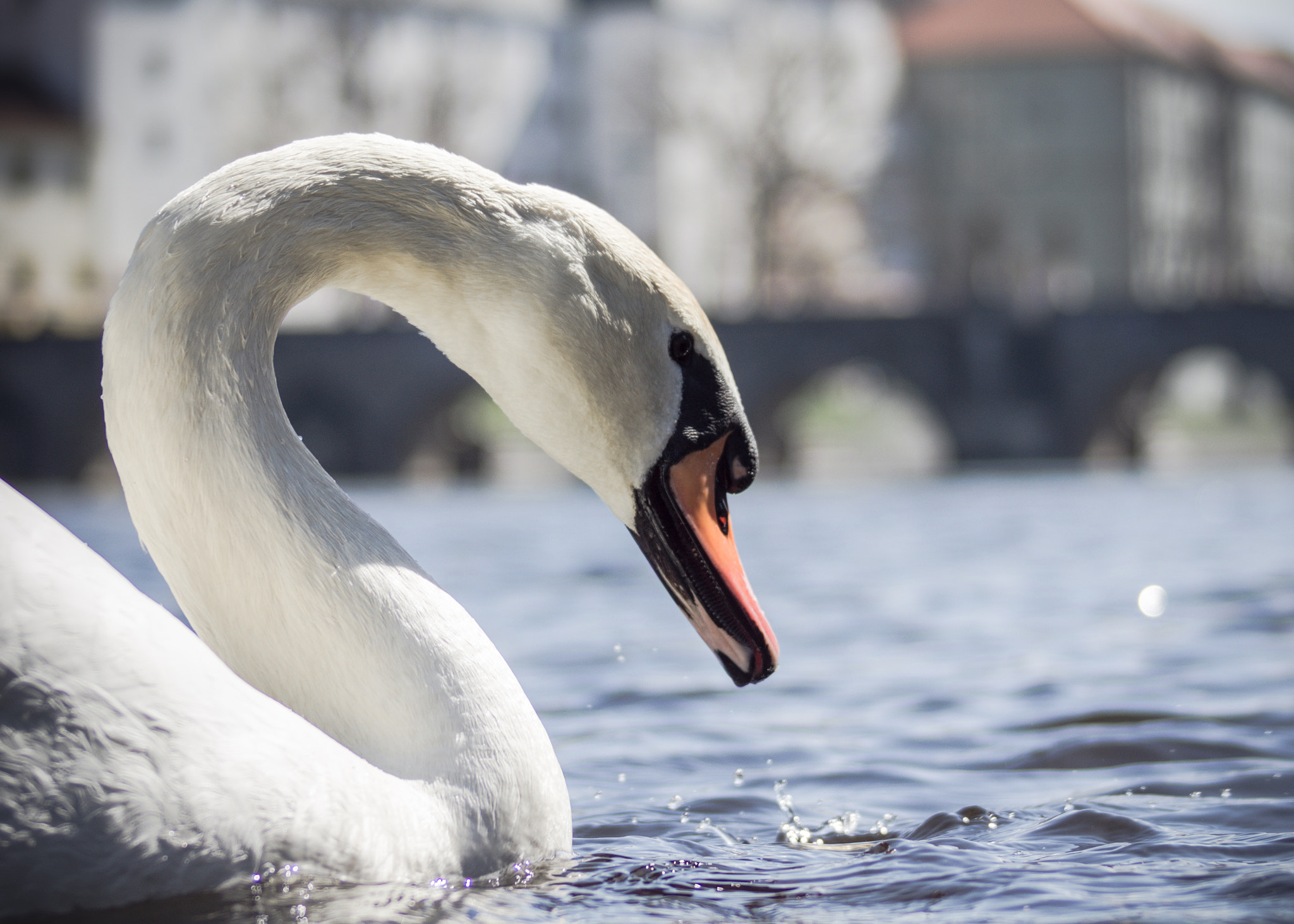 Sony Alpha DSLR-A580 sample photo. Swan photography